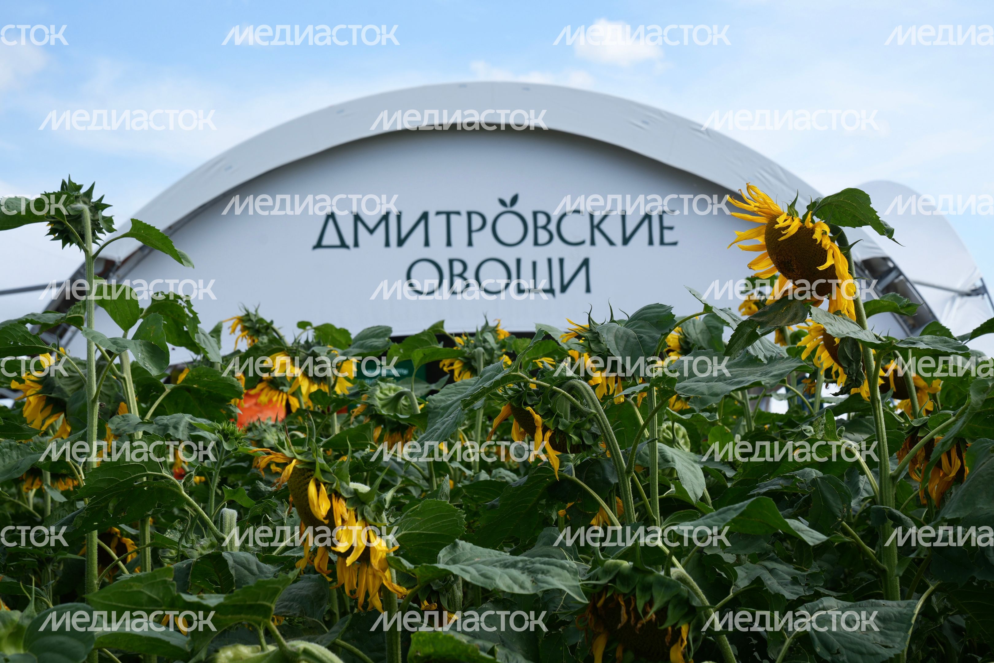 Агропромышленная выставка "День поля Московской области" в Дмитровском округе