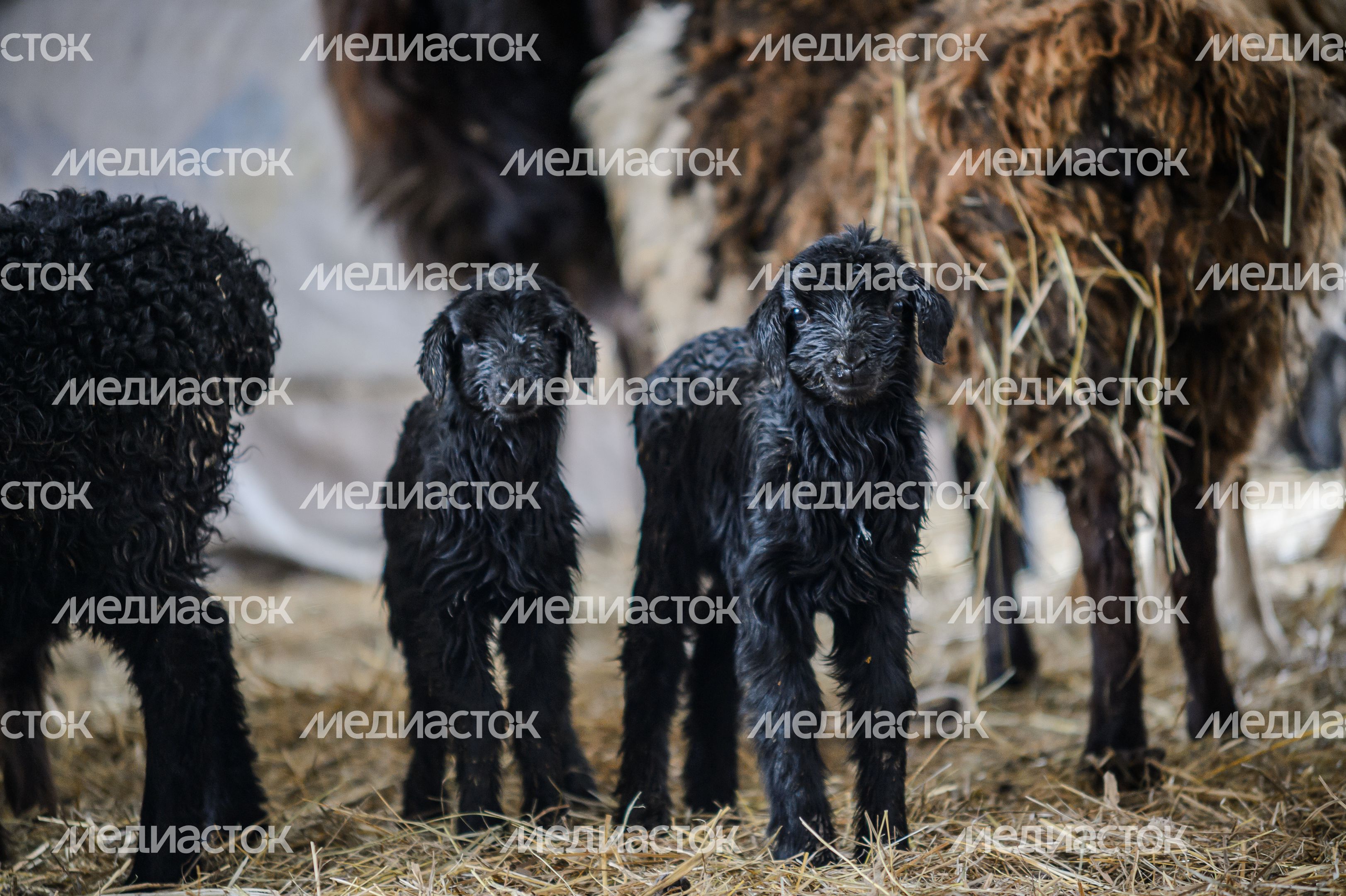 Егорьевск. Экоферма Тетериных