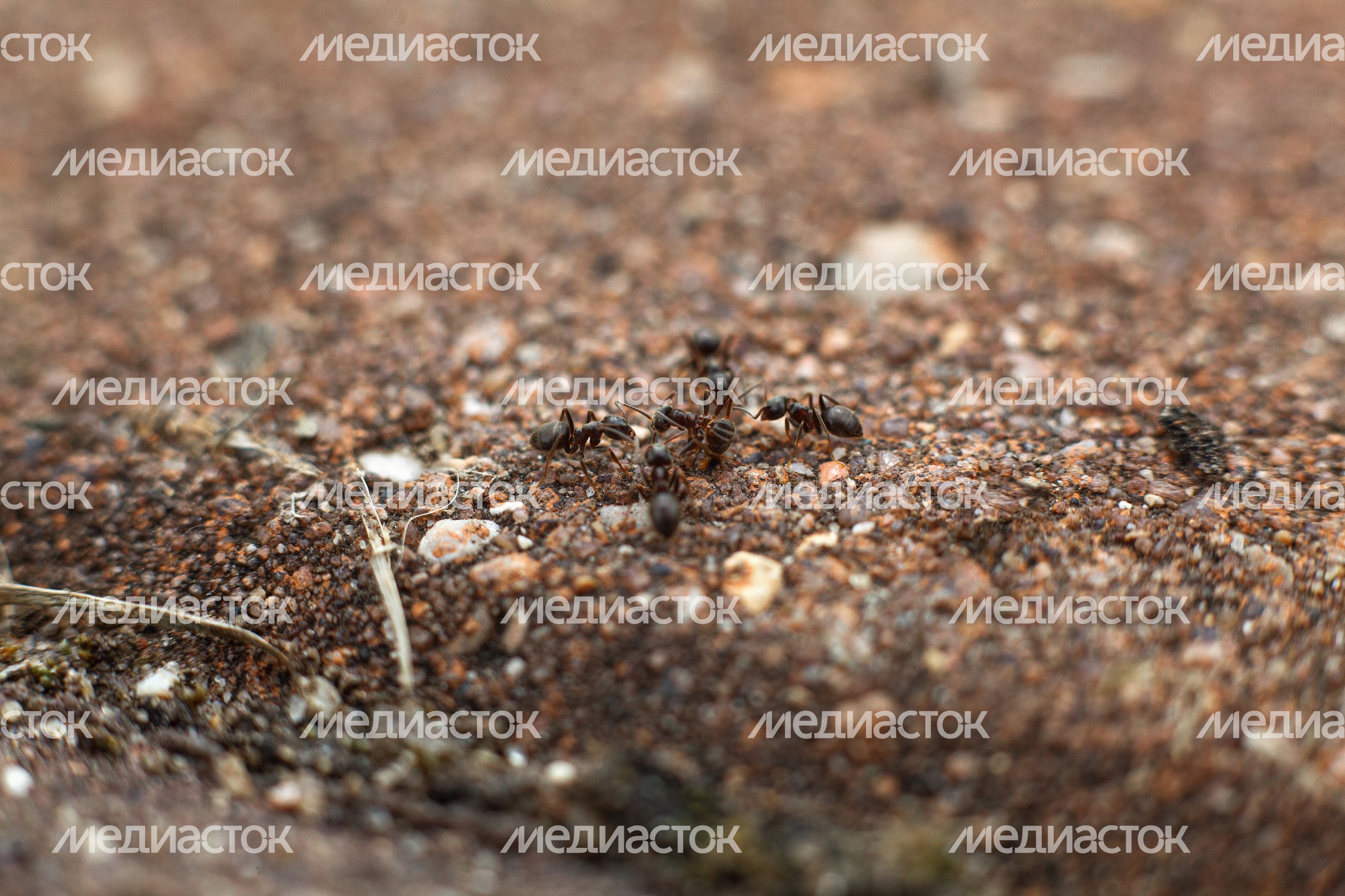 Природа Подмосковья: муравьи на земле Природа Подмосковья: муравьи на земле