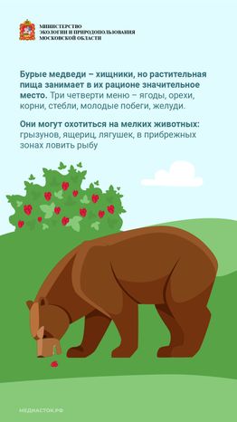 Медведь – сосед, которого нужно знать_вертикаль 04