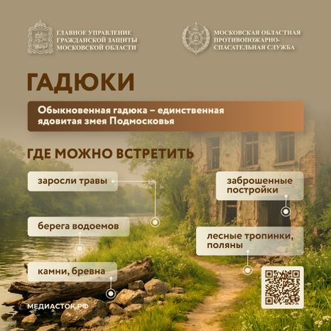 Гадюки квадрат 01
