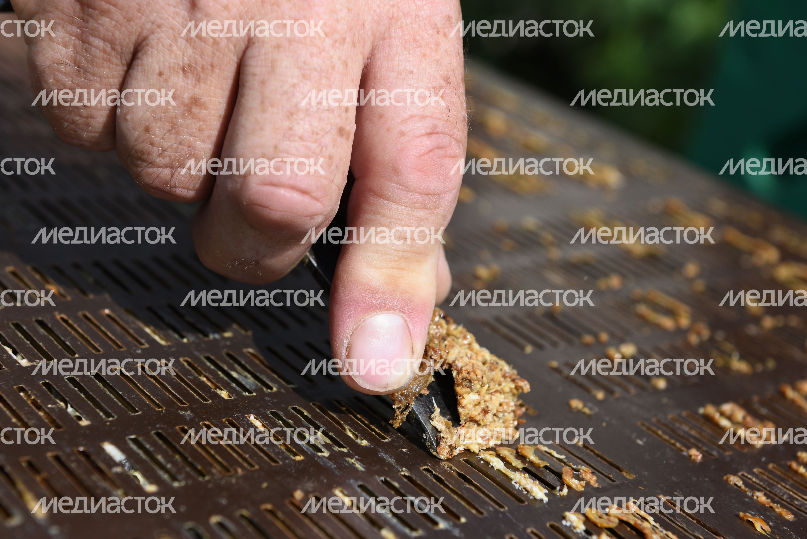 Пчеловод из Королева, 2 часть