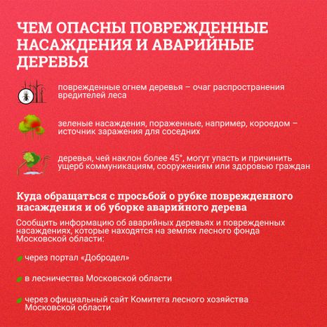 Аварийные деревья