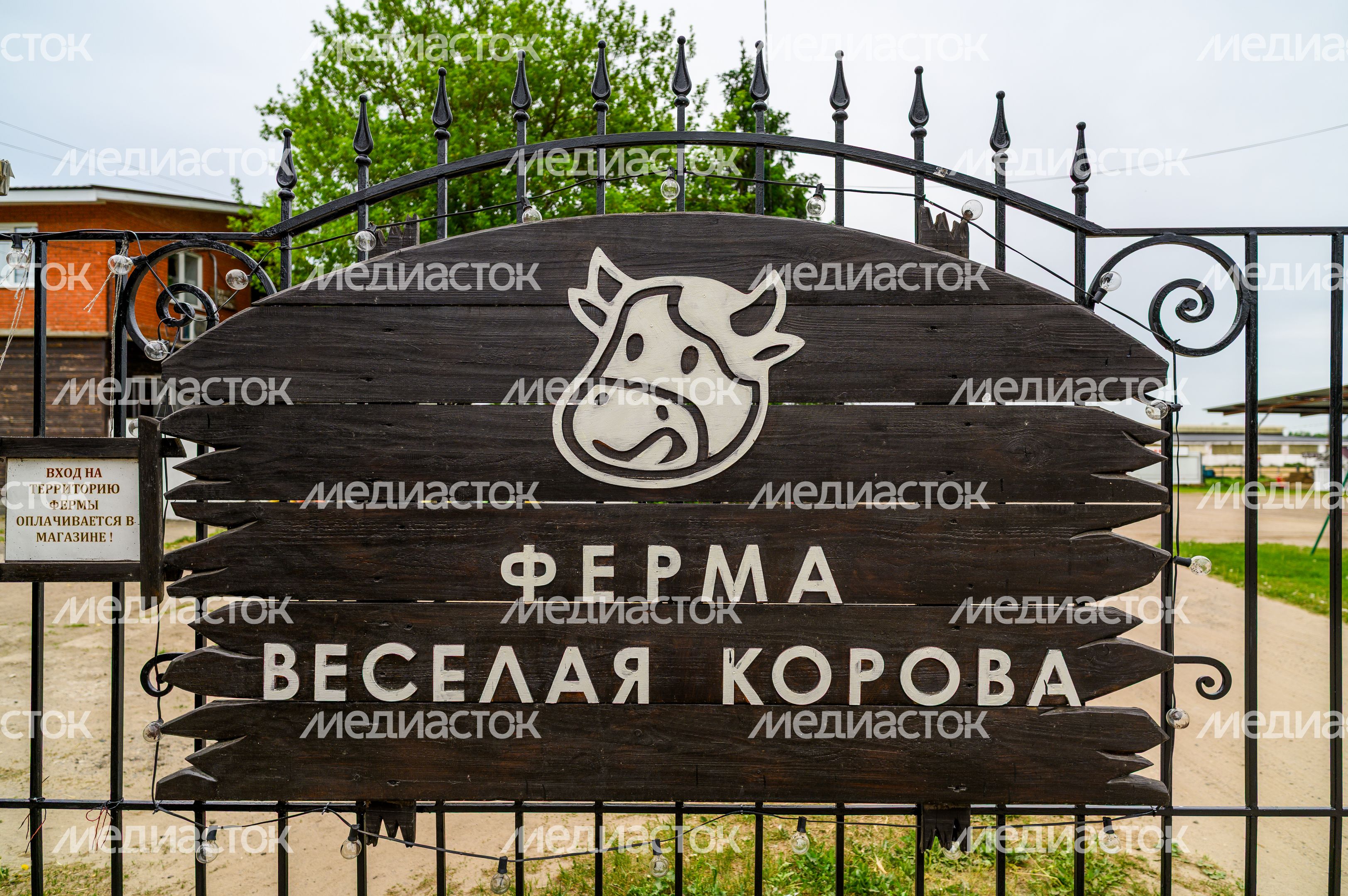 Ферма «Веселая корова» в деревне Антоново Раменского округа Ферма «Веселая корова» в деревне Антоново Раменского округа