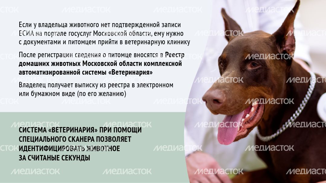 Зарегистрировать домашнее животное ред 2-горизонталь-08.png