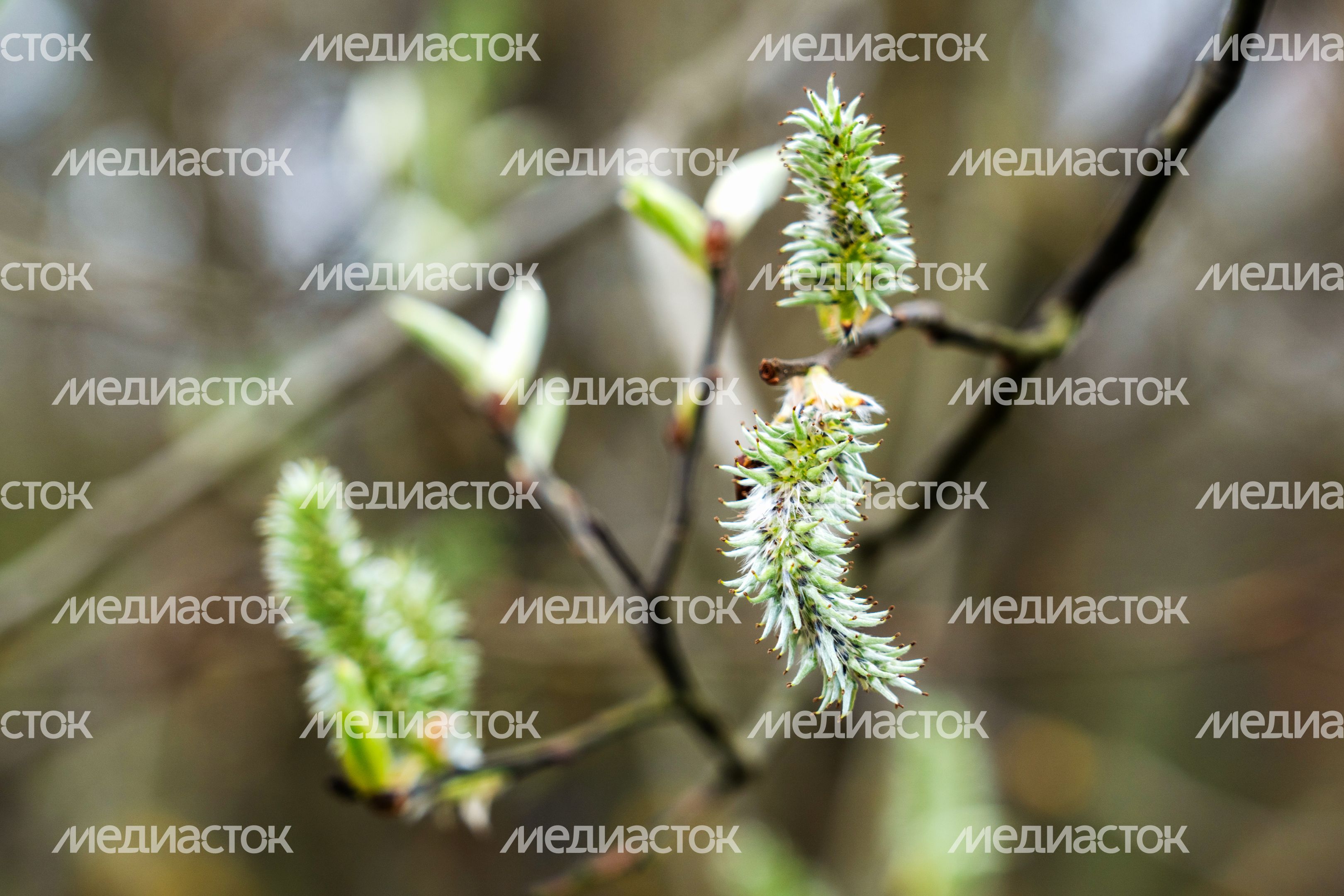 Мещерский парк в Одинцовском округе. Весна Мещерский парк в Одинцовском округе. Весна