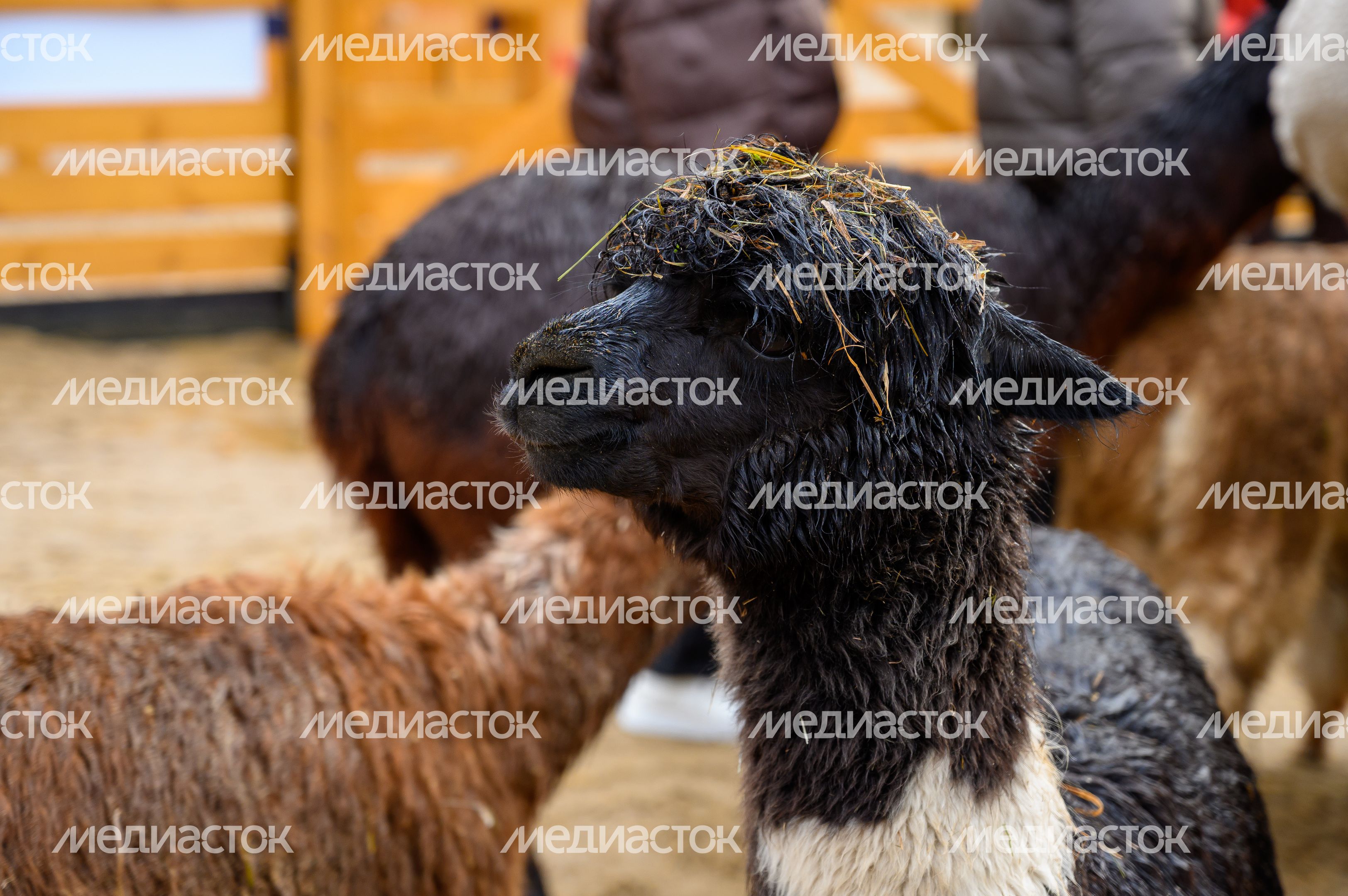Парк альпак «Пача мама» в Домодедово