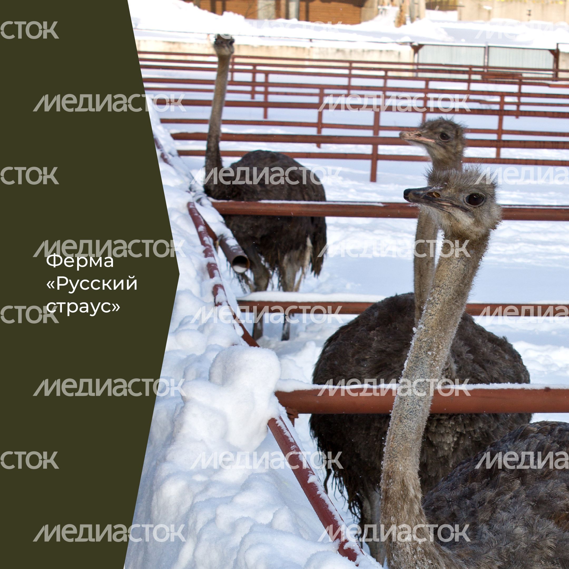 Фермы с животными-30.jpg