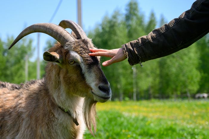 Общение с козами в дружеской обстановке в зооцентре «Святополе» в Зарайске