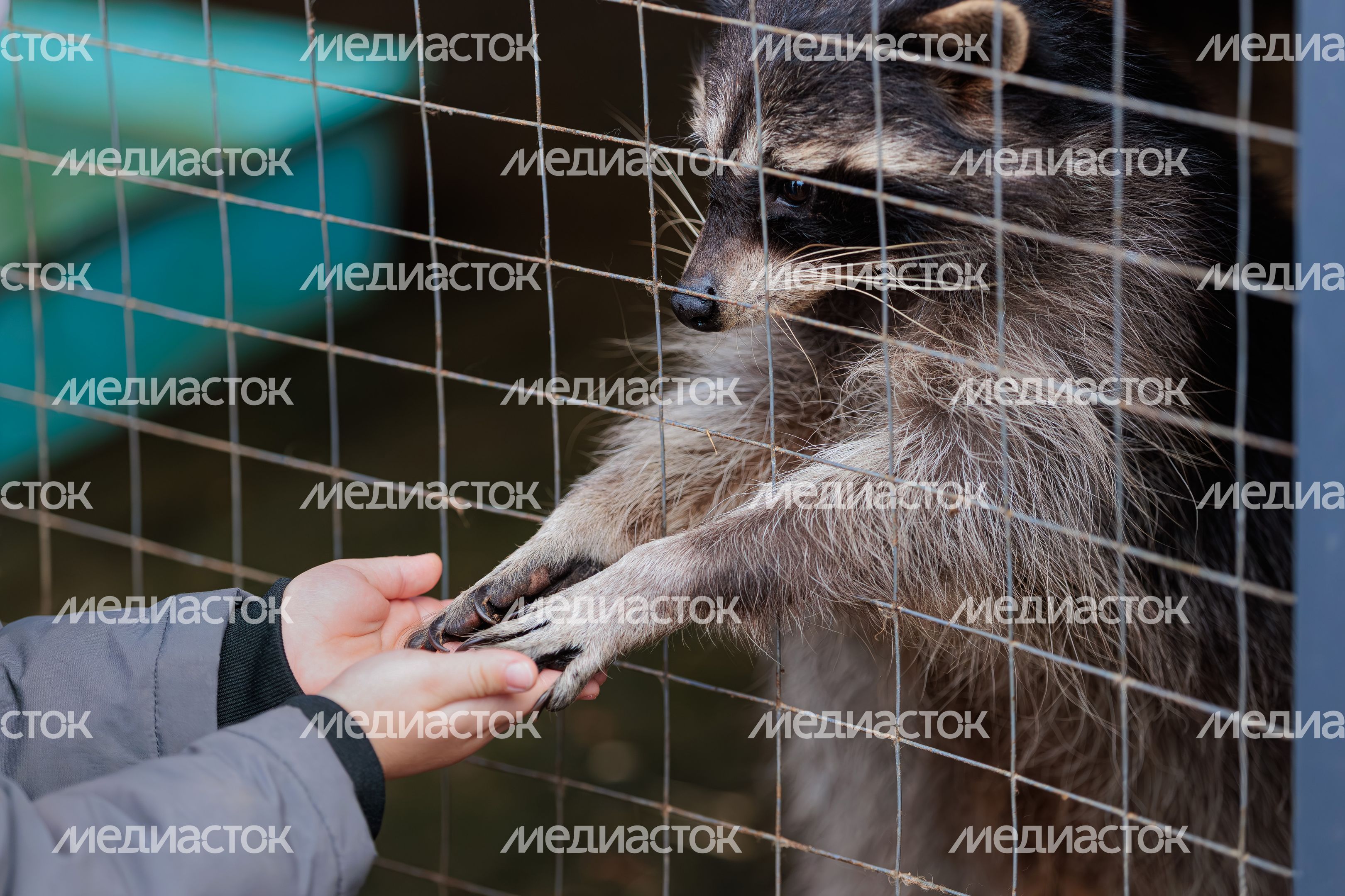 Енот на оленьей ферме «Бэмби лэнд» в Волоколамском округе Енот на оленьей ферме «Бэмби лэнд» в Волоколамском округе