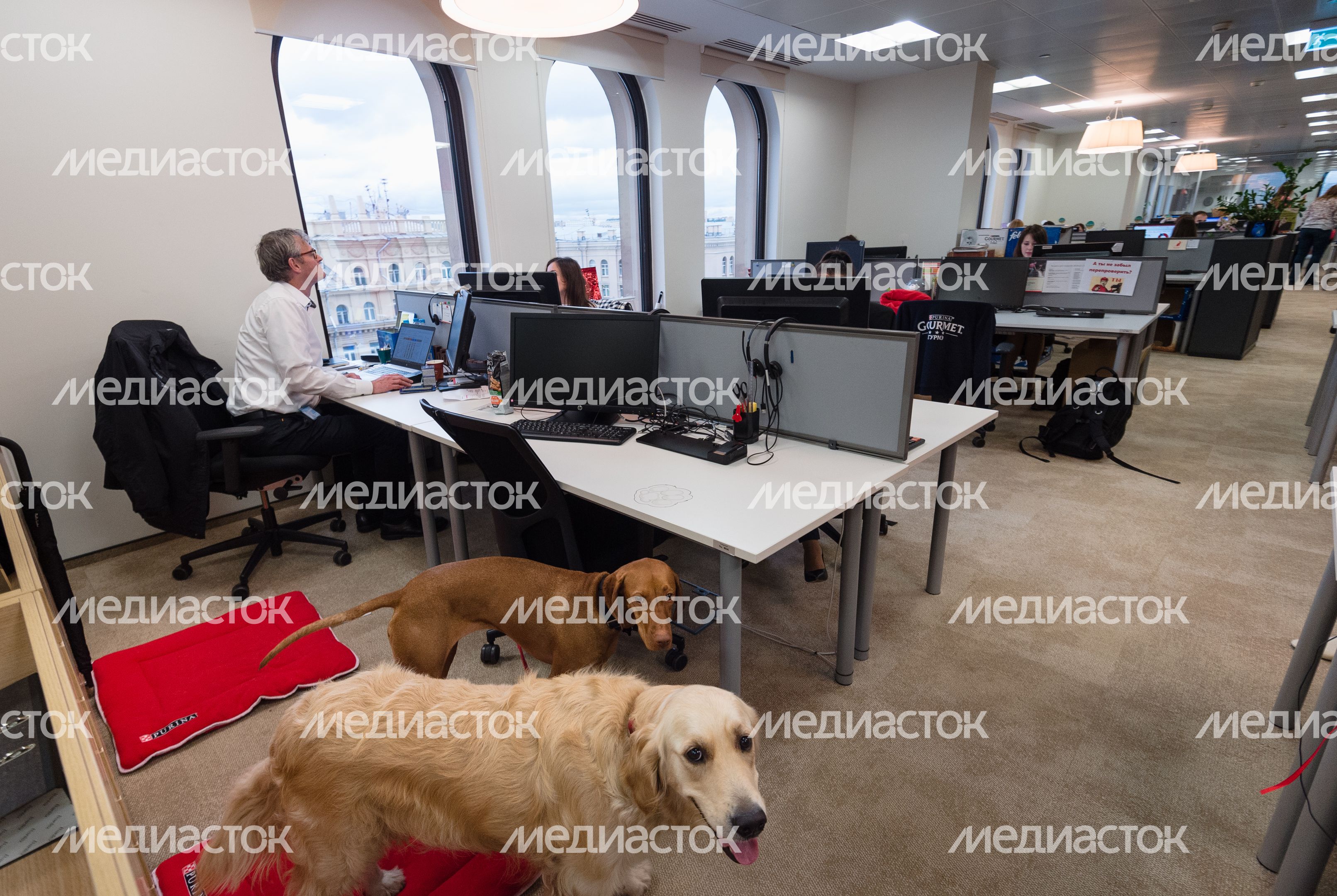 Pet‑friendly офис Purina