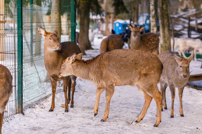 Оленья ферма ZooОleni в Рузском округе