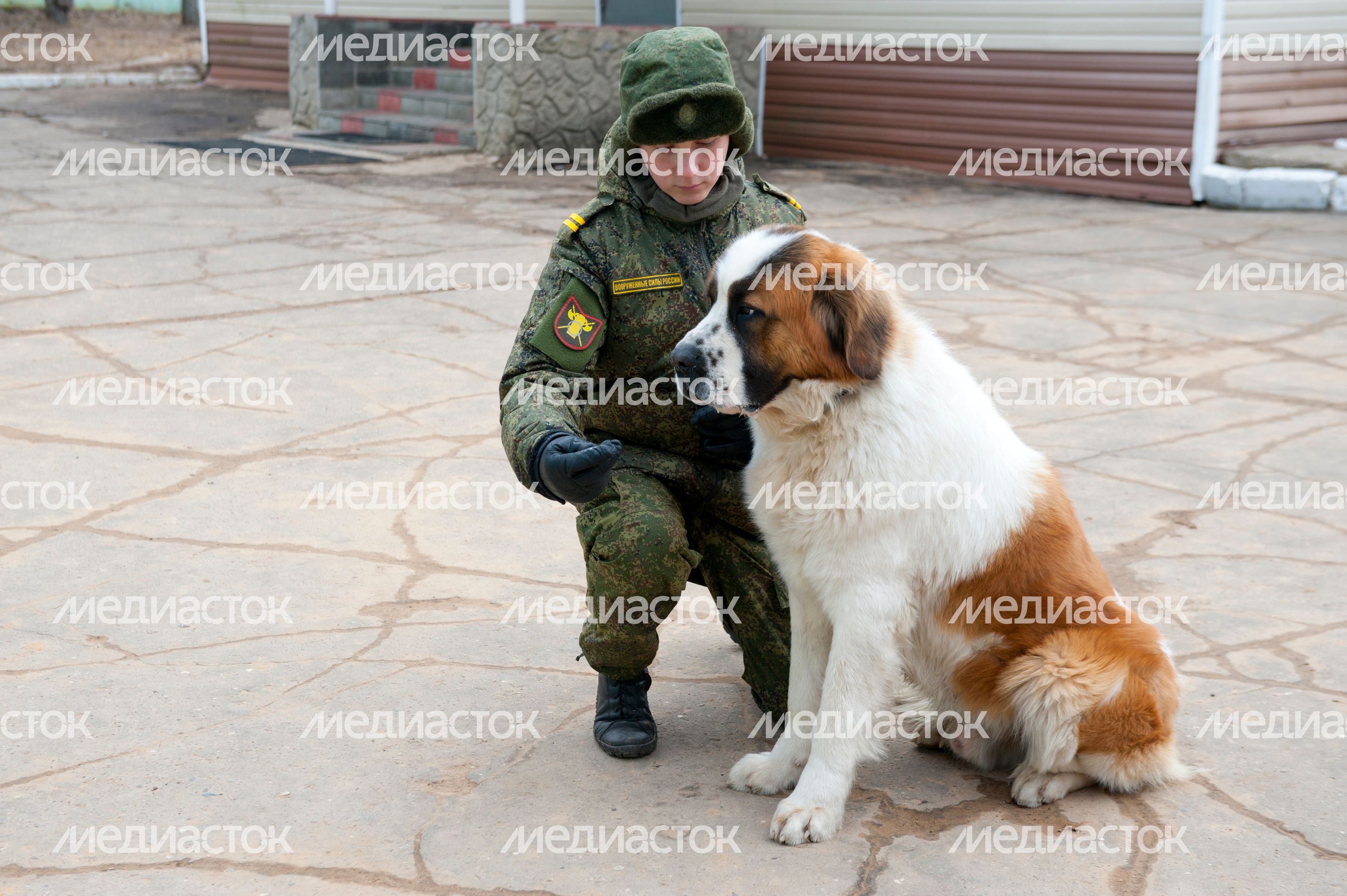 Племенной питомник «Красная Звезда» в Дмитровском районе Племенной питомник «Красная Звезда» в Дмитровском районе