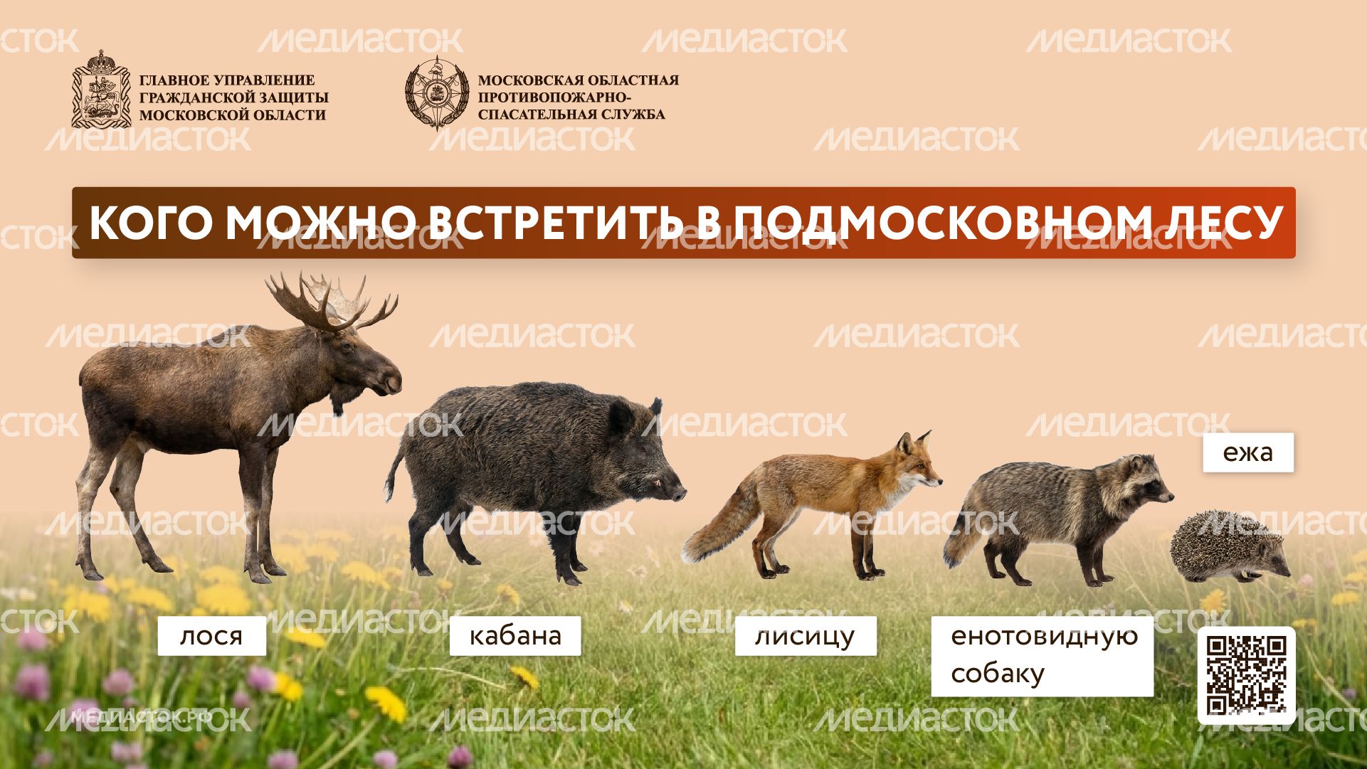 Что делать при встрече с диким животным горизонталь 01 Что делать при встрече с диким животным горизонталь 01