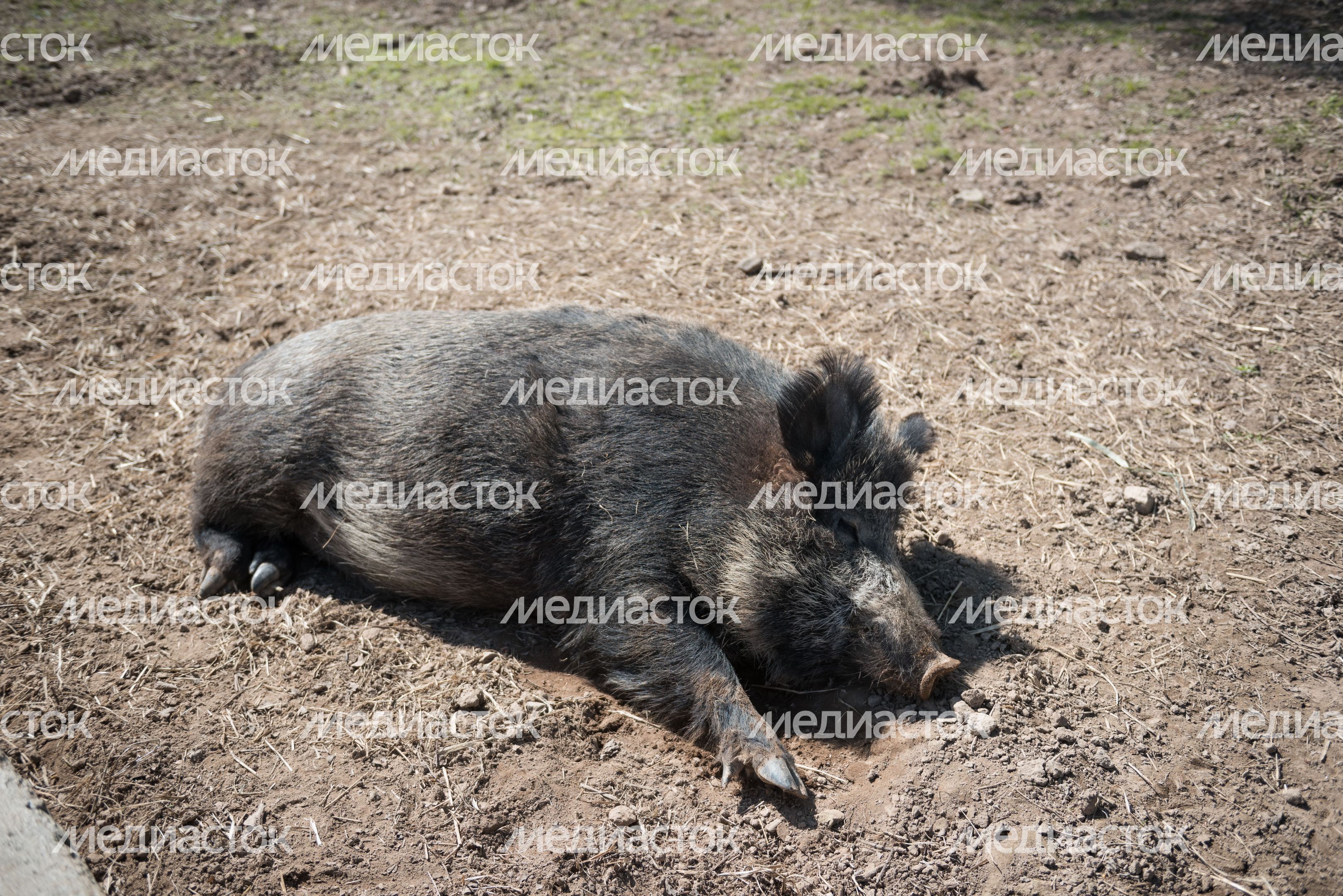 Национальный парк Лосиный остров