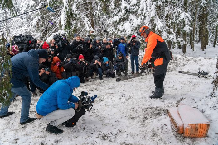 Кремлевскую ель спилили в Можайском округе