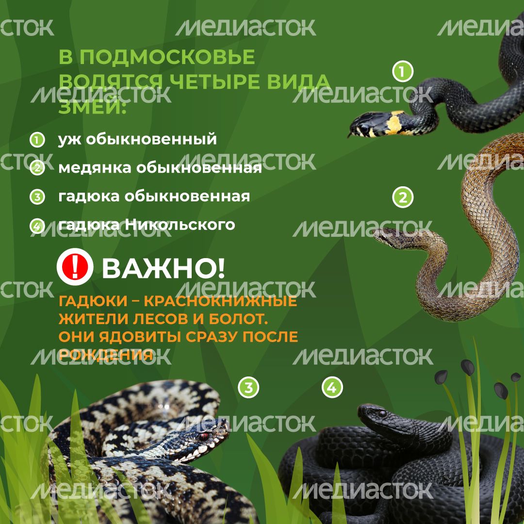 комлесхоз_змеи_кв_3