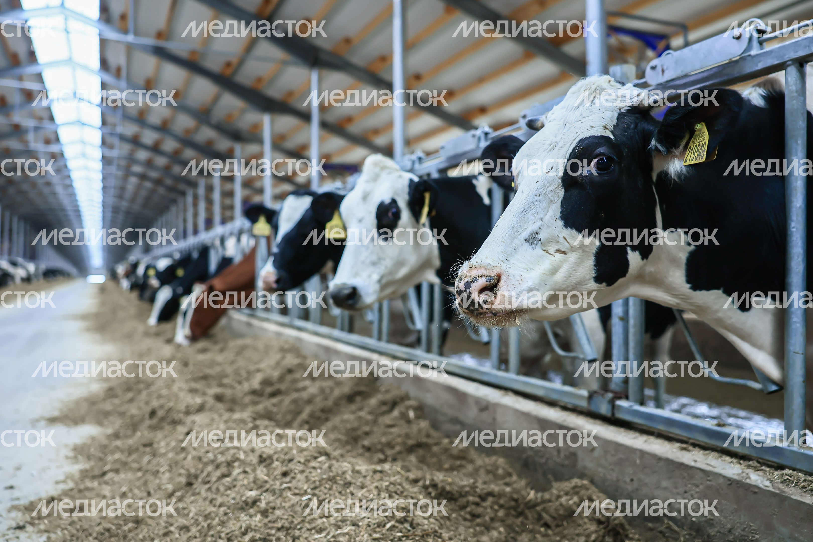 Открытие животноводческего комплекса «Бортниково» в Ступино Губернатором Подмосковья