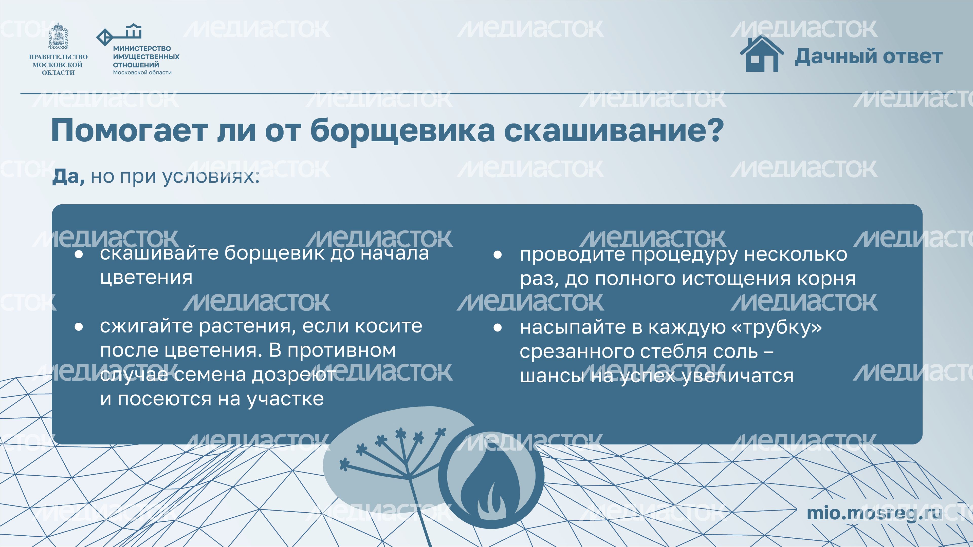 Дачный ответ_борщевик-10.jpg