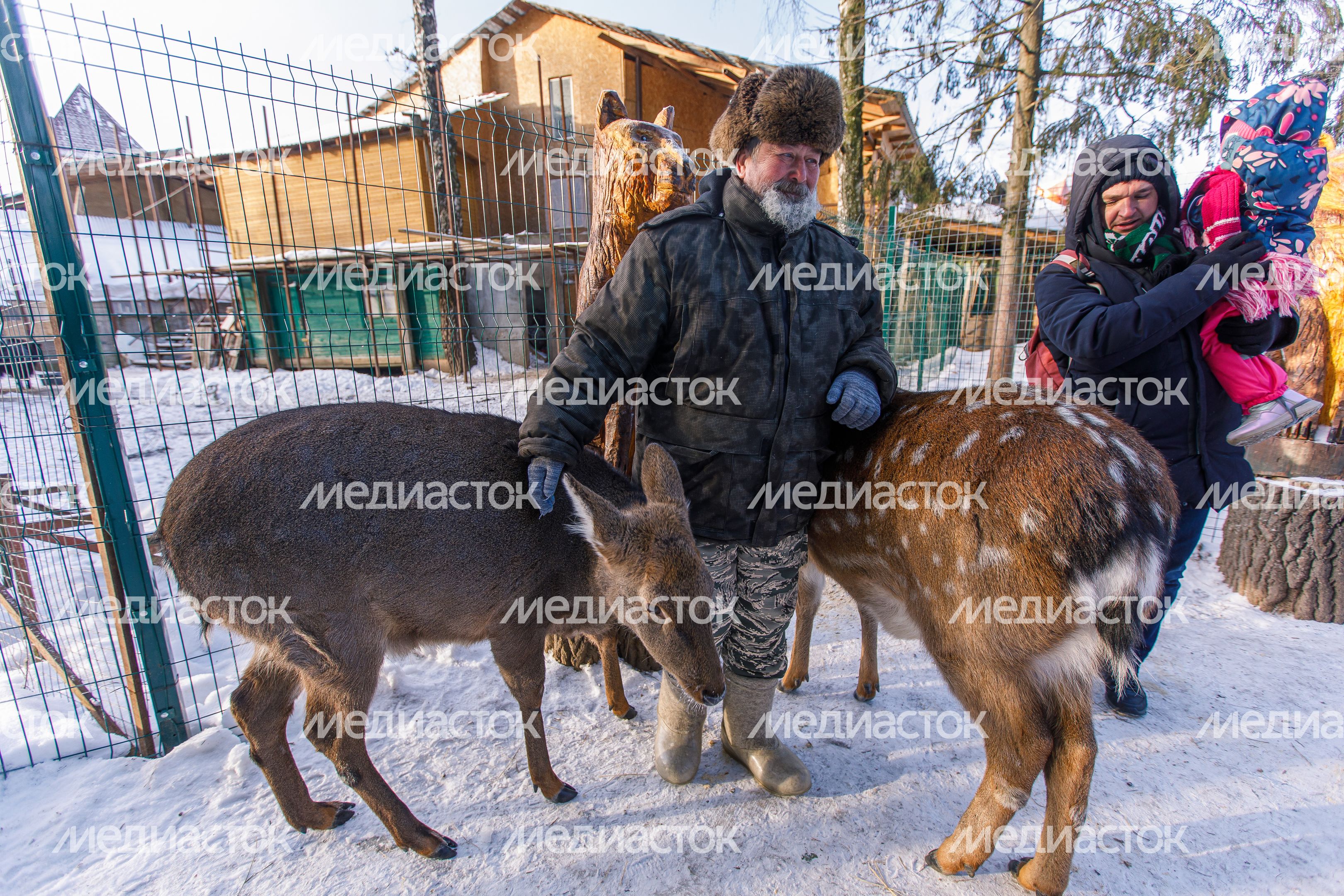 Оленья ферма ZooОleni в Рузском округе