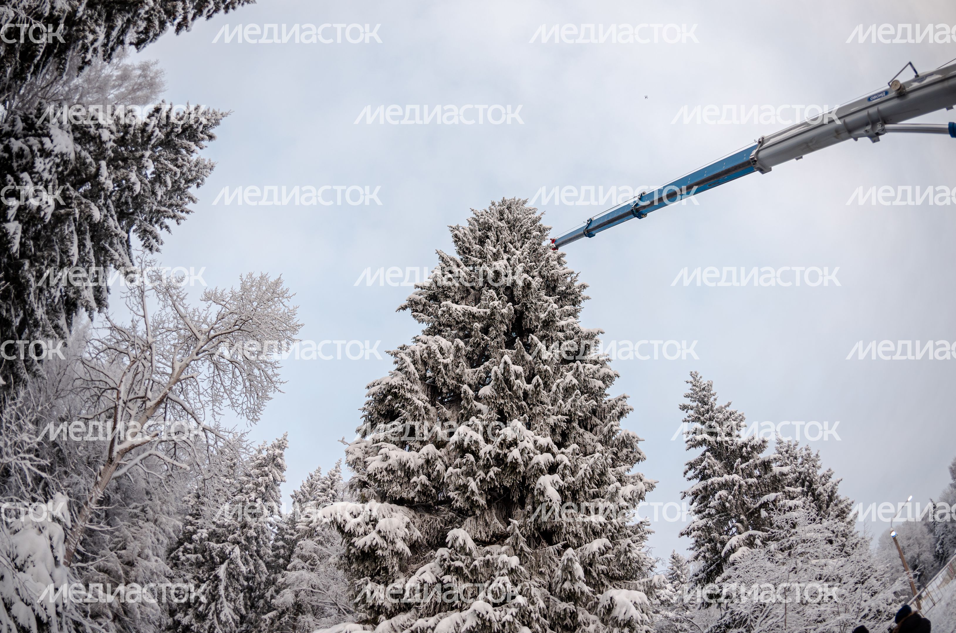 Рубка главной новогодней елки страны