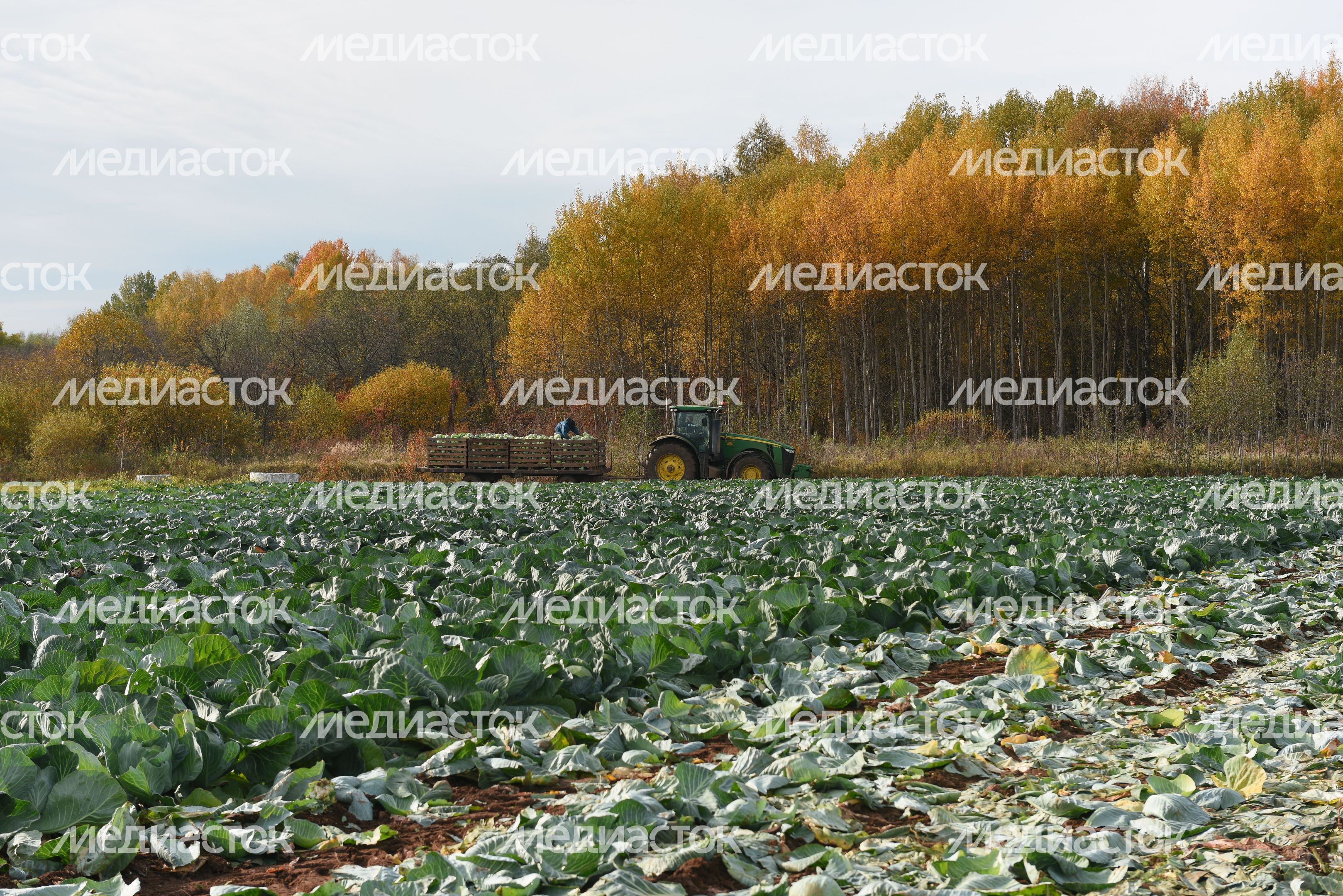 Сбор урожая капусты в Подмосковье
