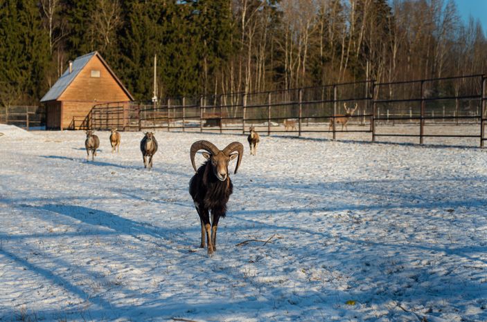 Зимний Парк Птиц «Воробьи»