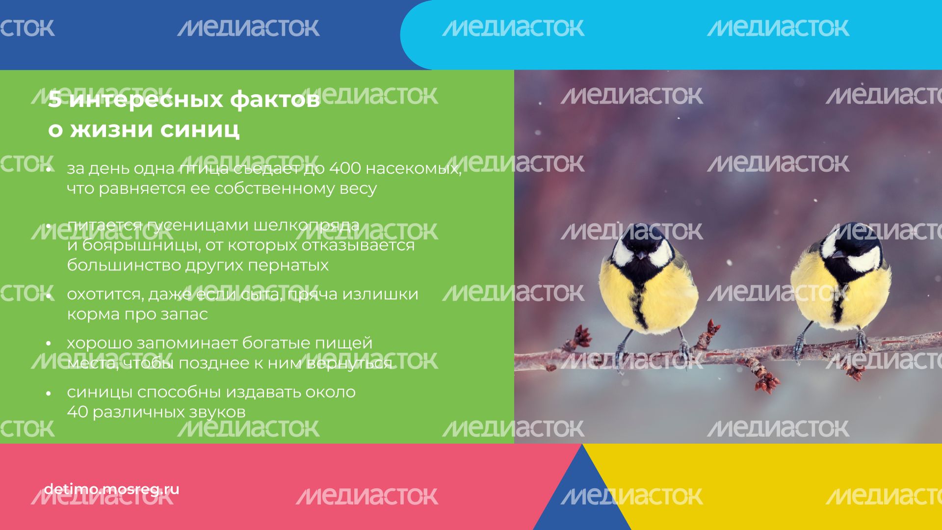 синичкин_день_горизонталь_10.jpg