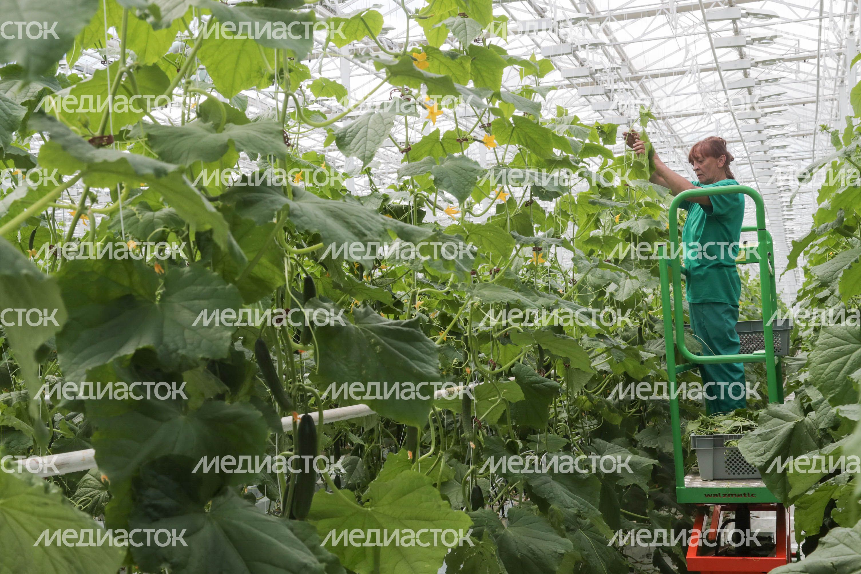 Рабочий визит Андрея Воробьева в Электросталь, 06.06.2018 
