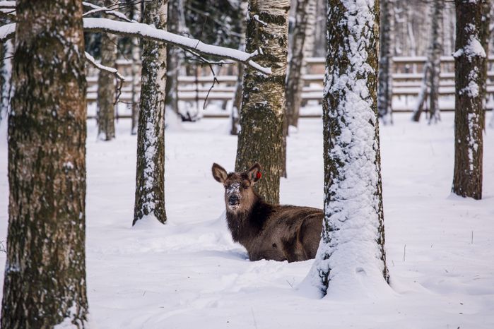 Лосиная биостанция в Национальном парке «Лосиный остров» в Мытищах
