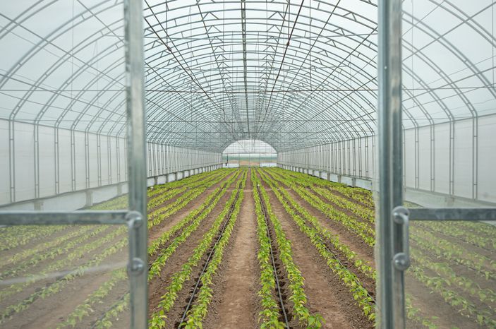 Теплицы крупного семеноводческого агропромышленного комплекса ООО «Агрофирма Партнер»