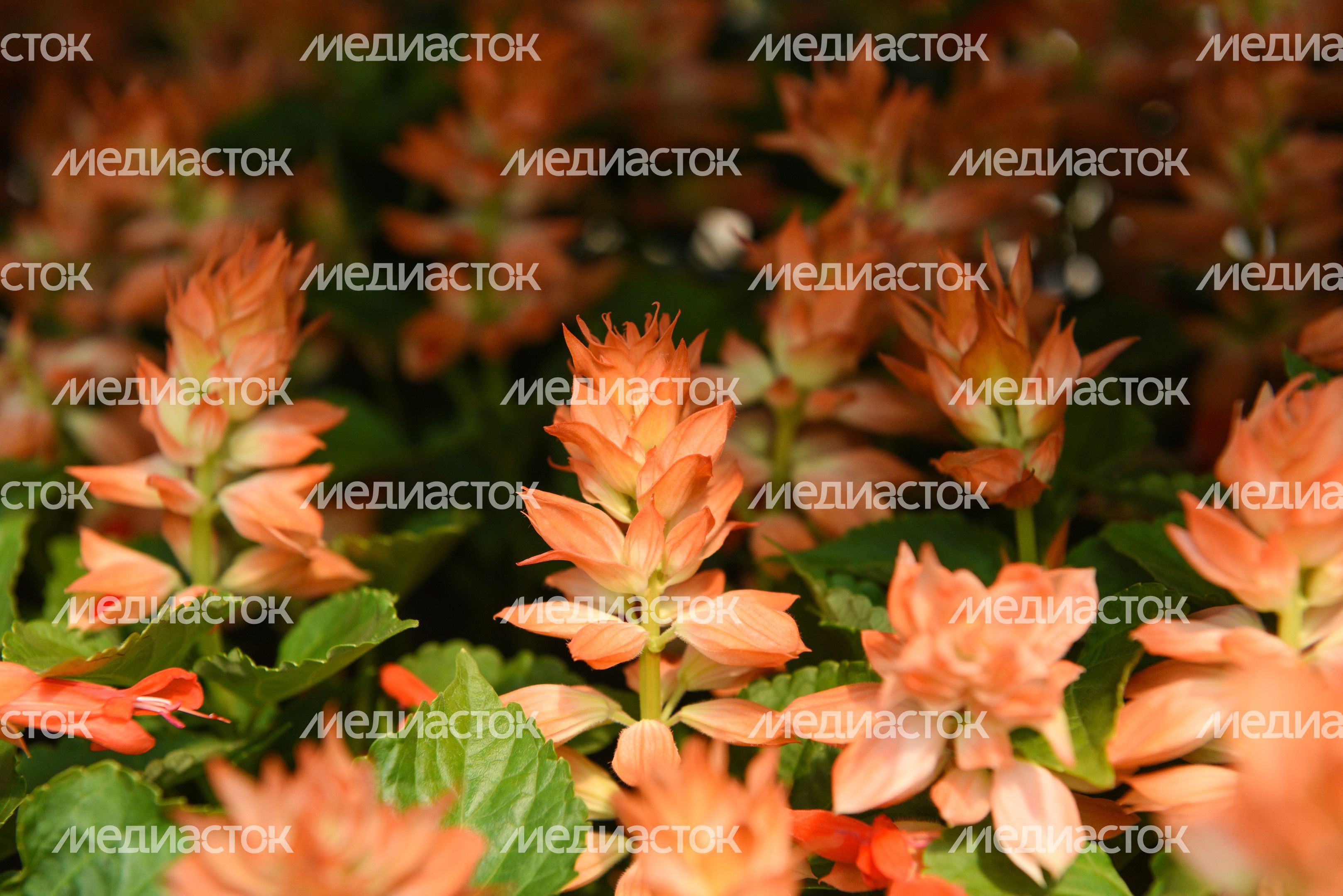 Высадка однолетних растений в Москве