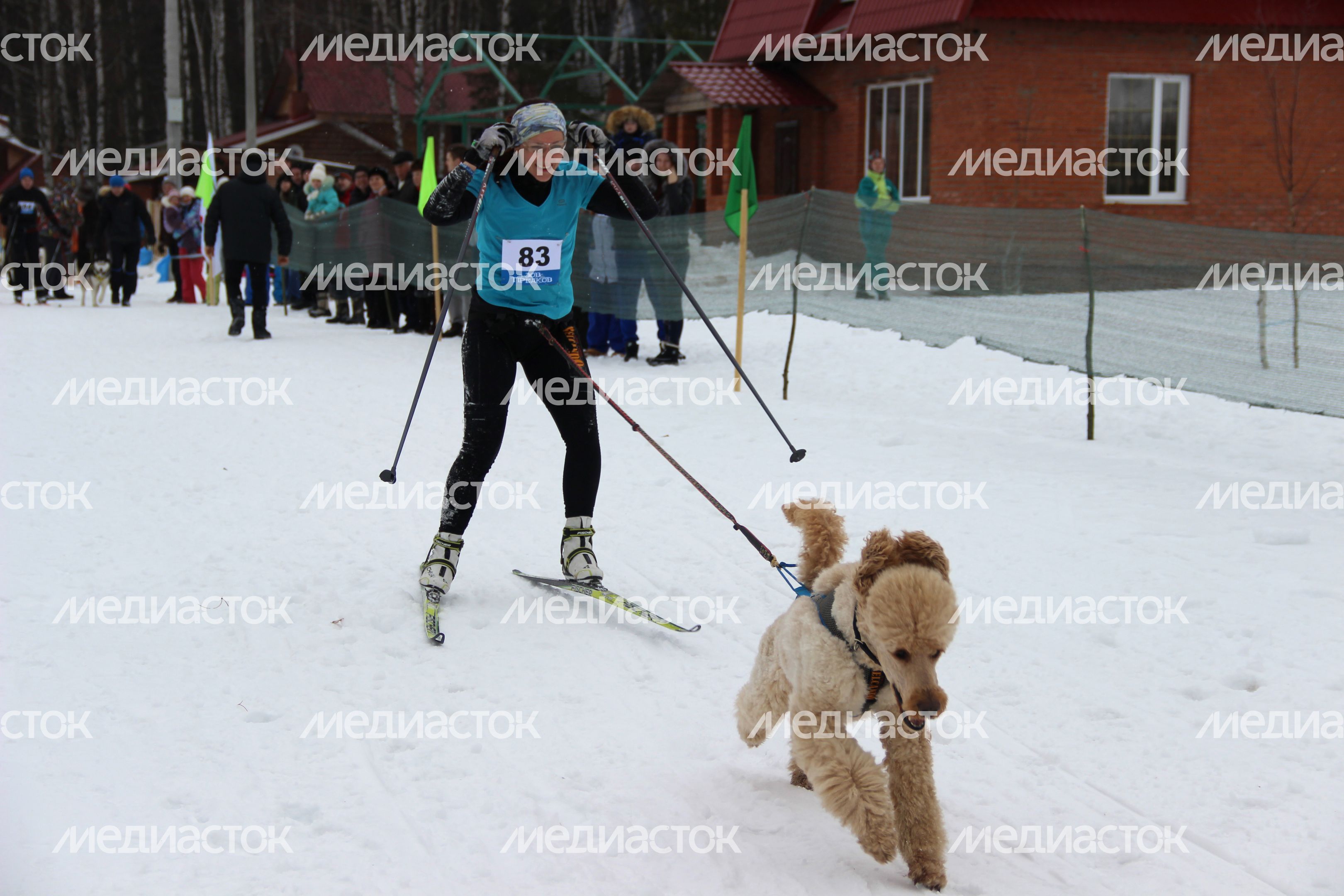 Гонка на собачьих упряжках в Егорьевске