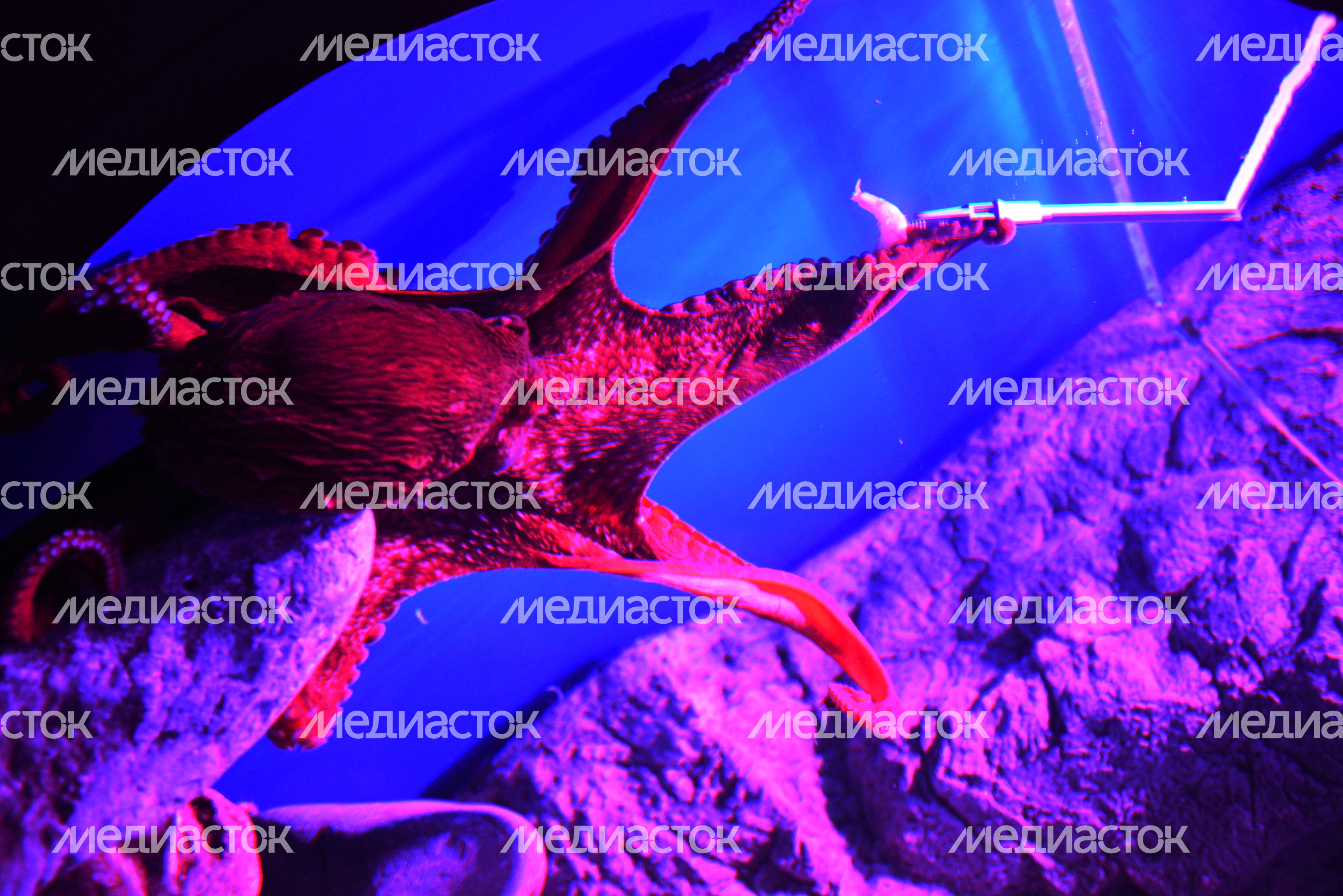 Открытие Центра океанографии и морской биологии «Москвариум» на ВДНХ Открытие Центра океанографии и морской биологии «Москвариум» на ВДНХ