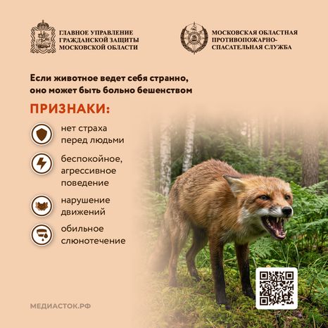 Что делать при встрече с диким животным квадрат 05