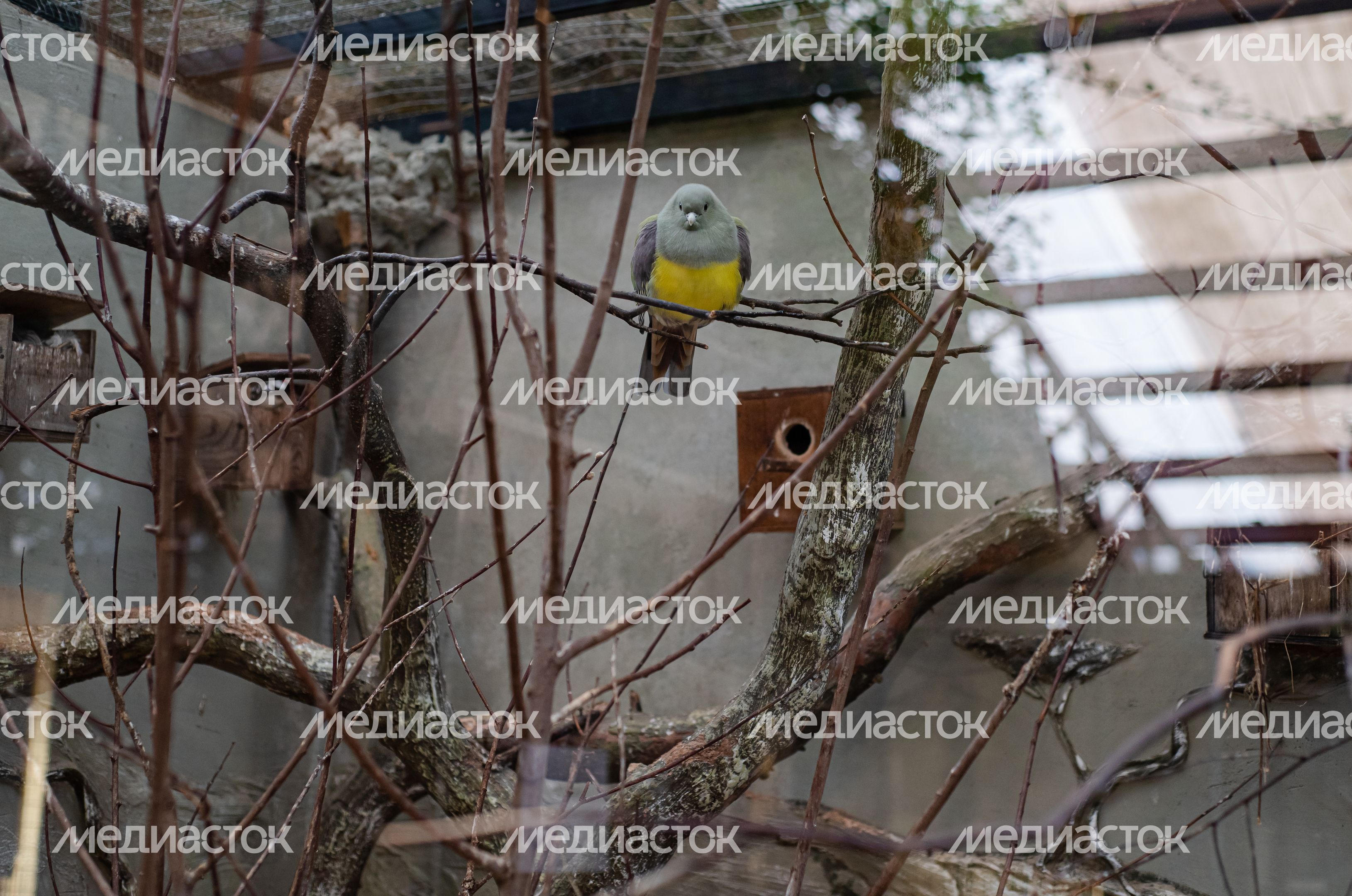 Зимний Парк Птиц «Воробьи»