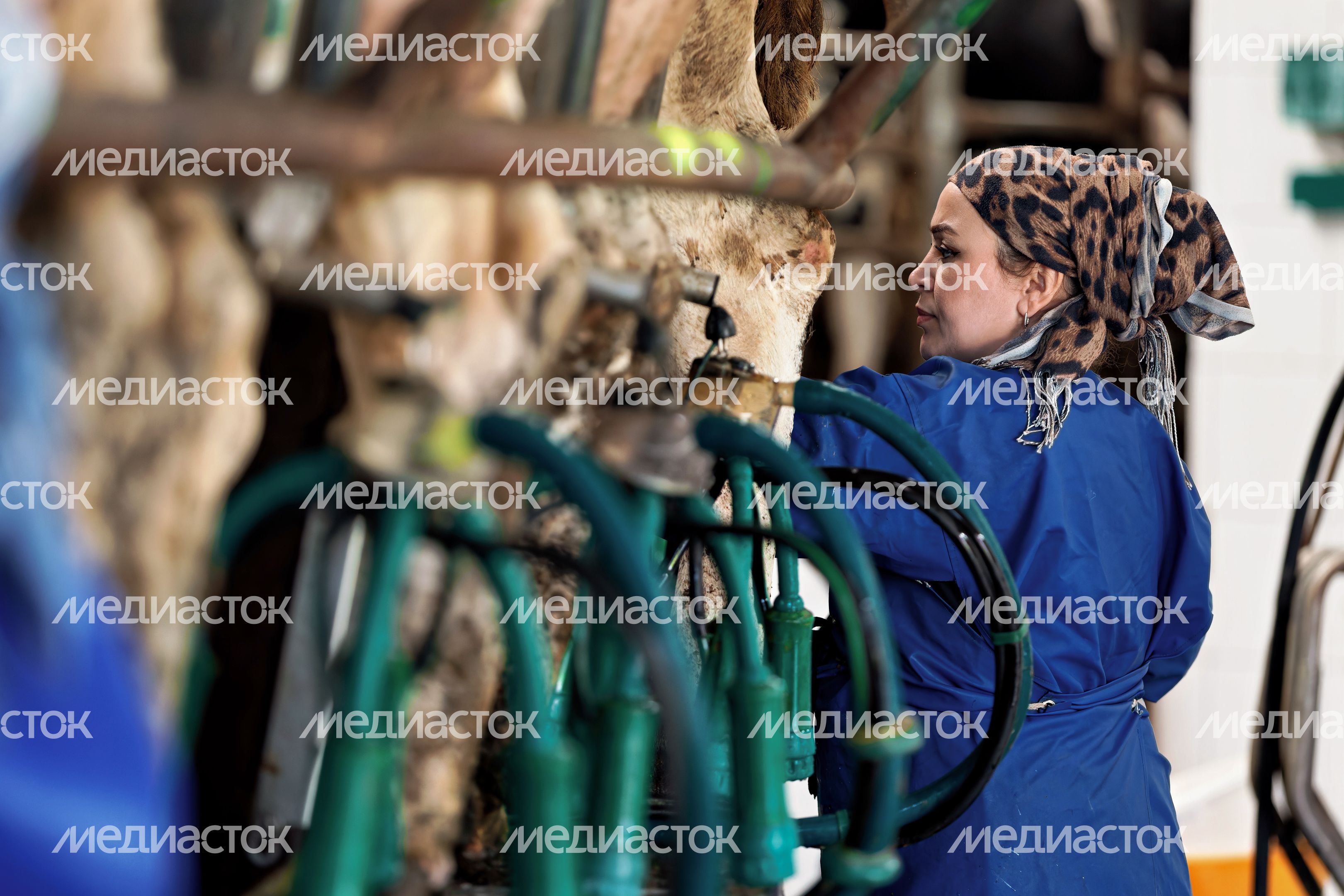 Автоматизированная доильная установка типа «Карусель» на ферме «Рота-Агро Благовещенье» в Наро-Фоминском округе Автоматизированная доильная установка типа «Карусель» на ферме «Рота-Агро Благовещенье» в Наро-Фоминском округе