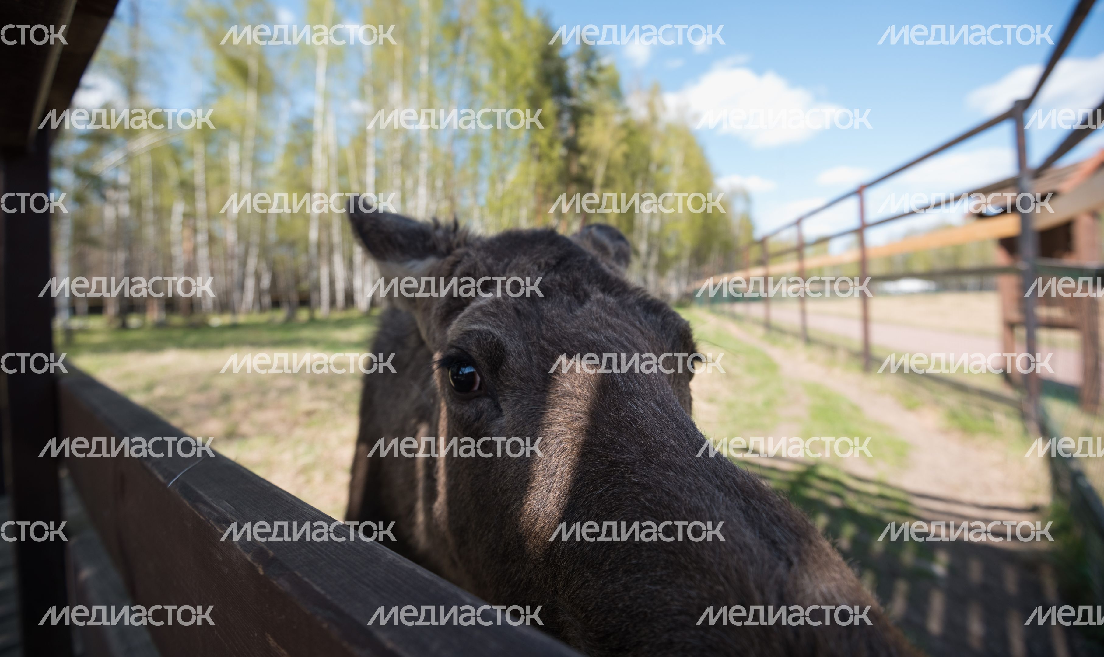 Национальный парк Лосиный остров