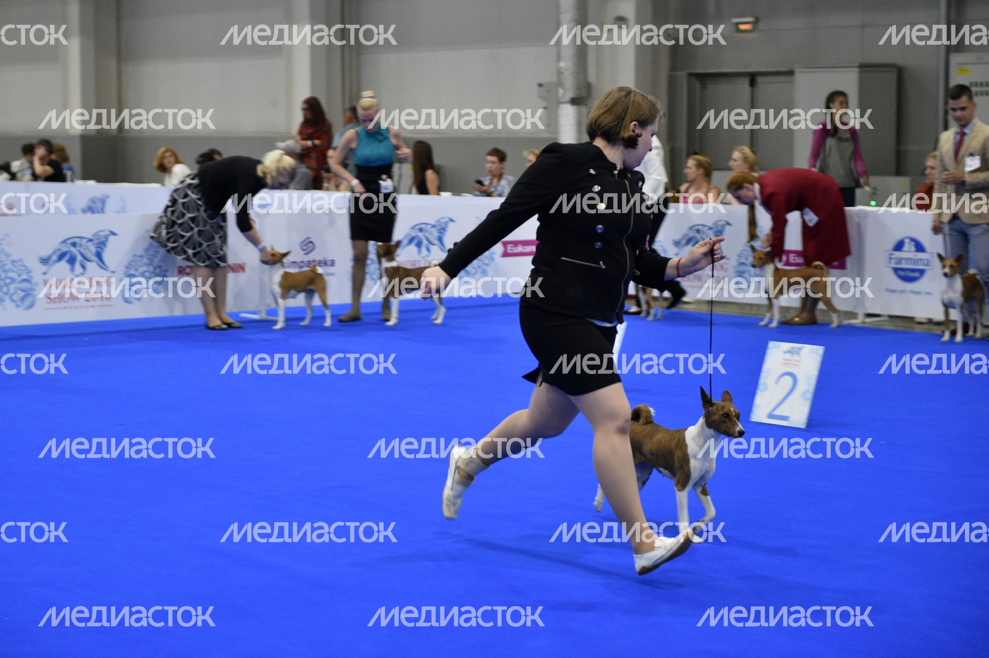 Всемирная выставка собак World Dog Show 2016 в МВЦ «Крокус Экспо» Всемирная выставка собак World Dog Show 2016 в МВЦ «Крокус Экспо»