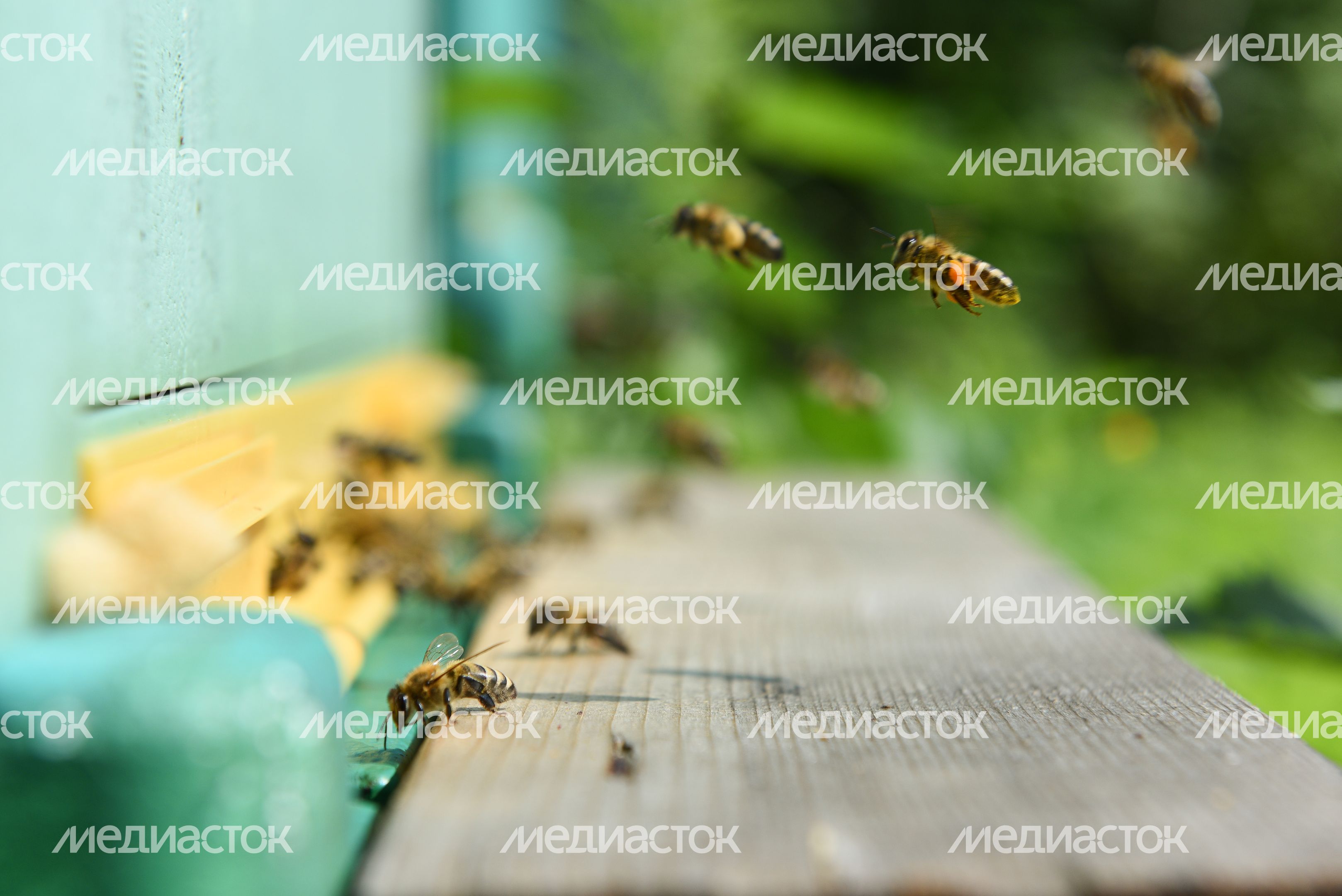 Пчеловод из Королева, 2 часть