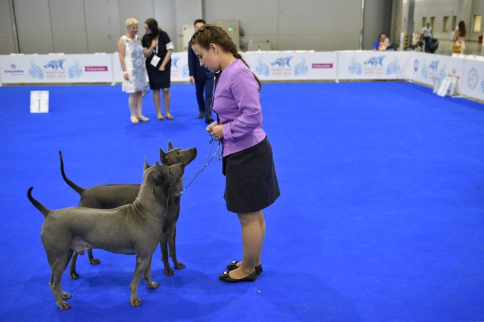 Всемирная выставка собак World Dog Show 2016 в МВЦ «Крокус Экспо»