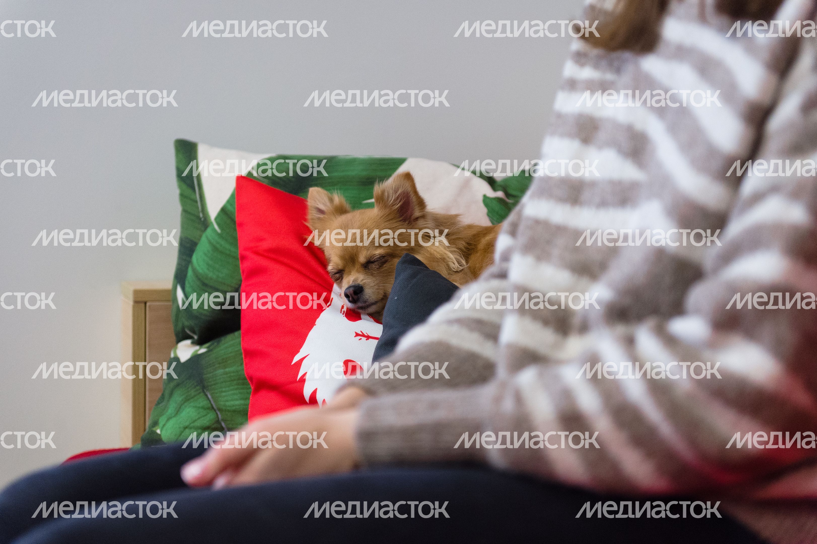 Pet‑friendly офис Purina