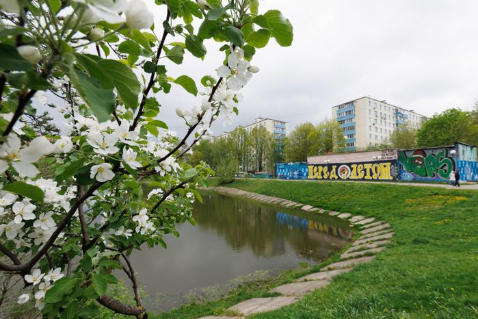 Весенние виды города Химки. Яблоня в цвету