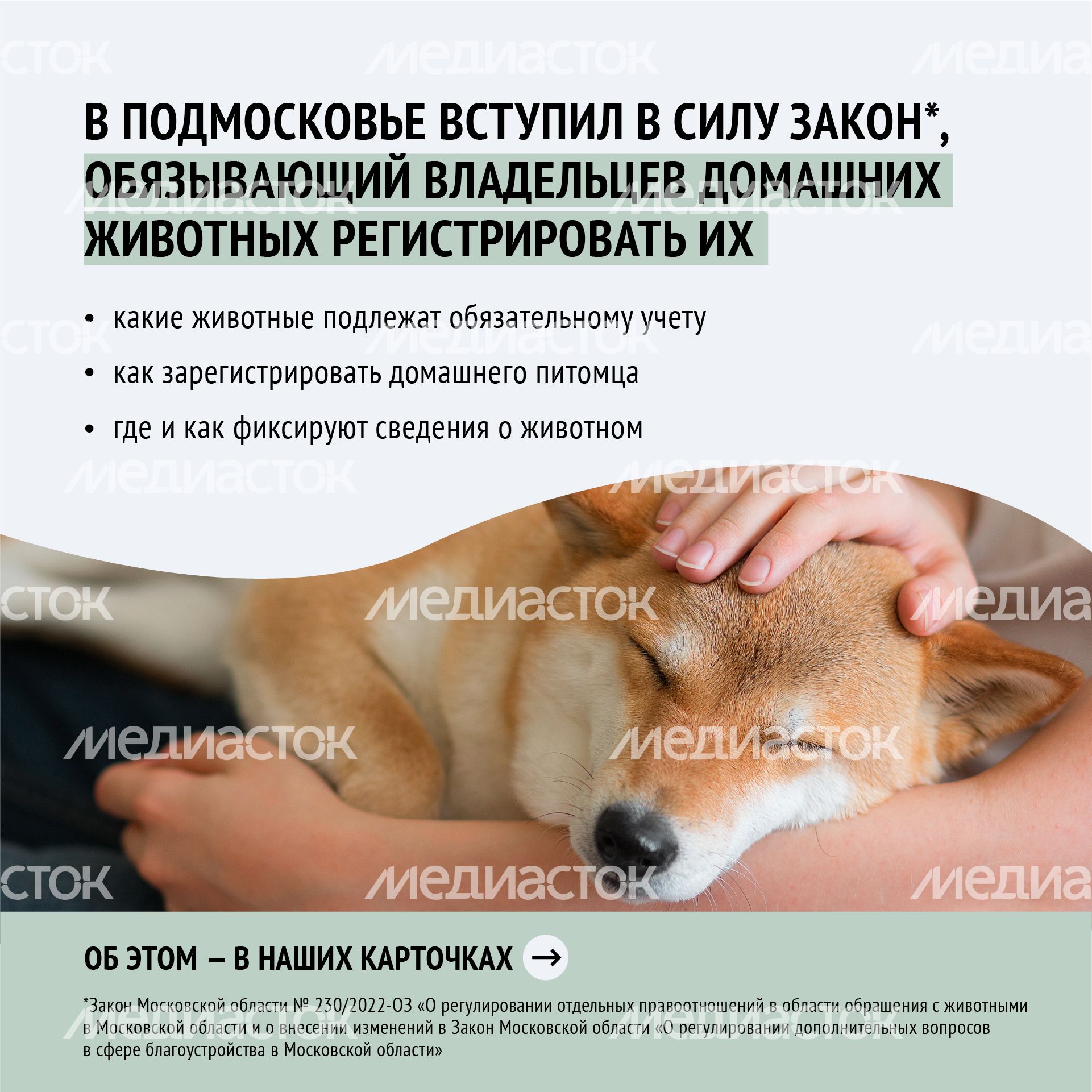 Квадрат зарегистрировать домашнее животное_02-100.jpg