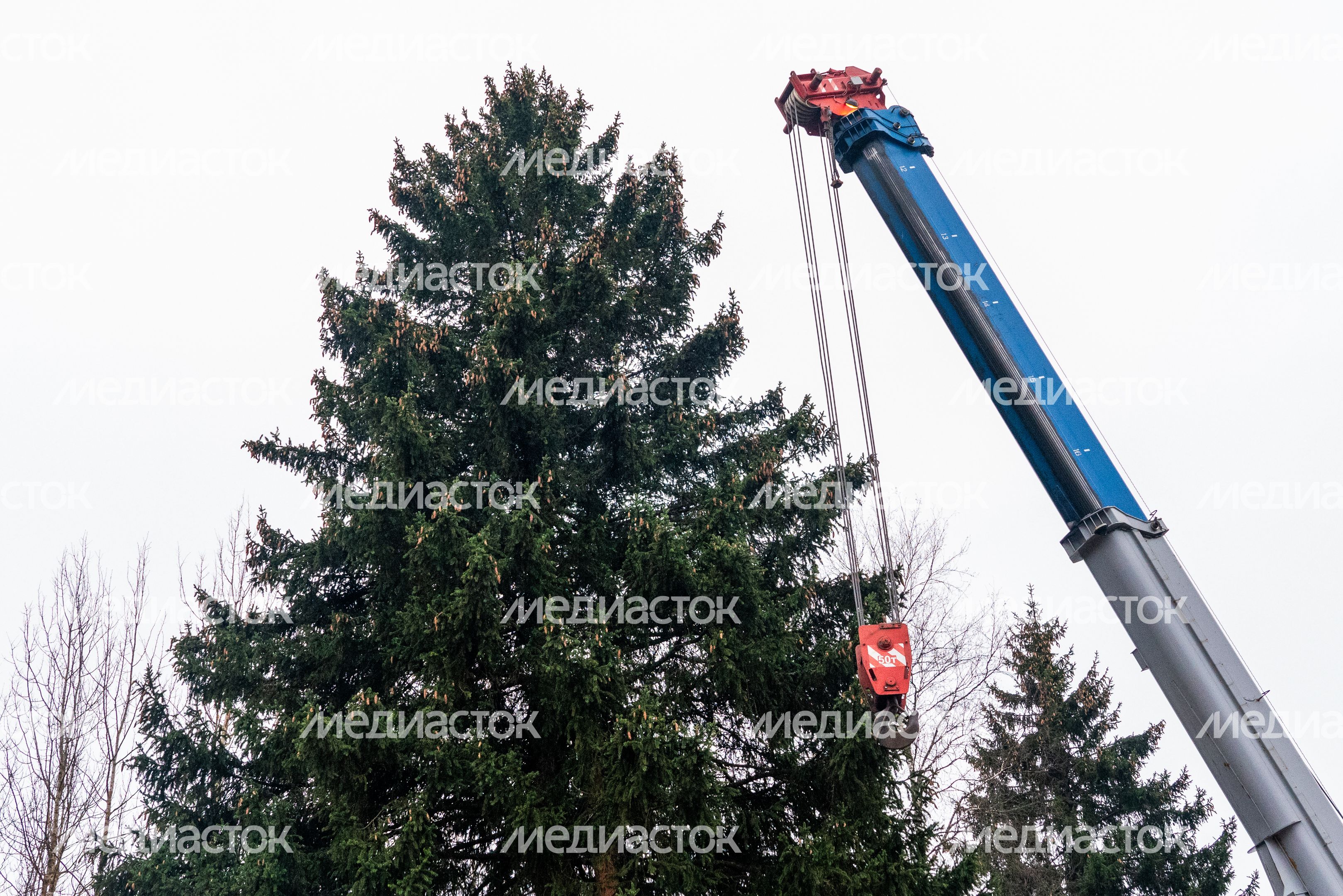 Главную новогоднюю елку страны спилили в Рузском округе