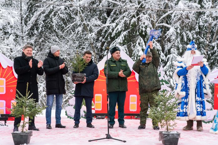 Кремлевскую ель спилили в Можайском округе