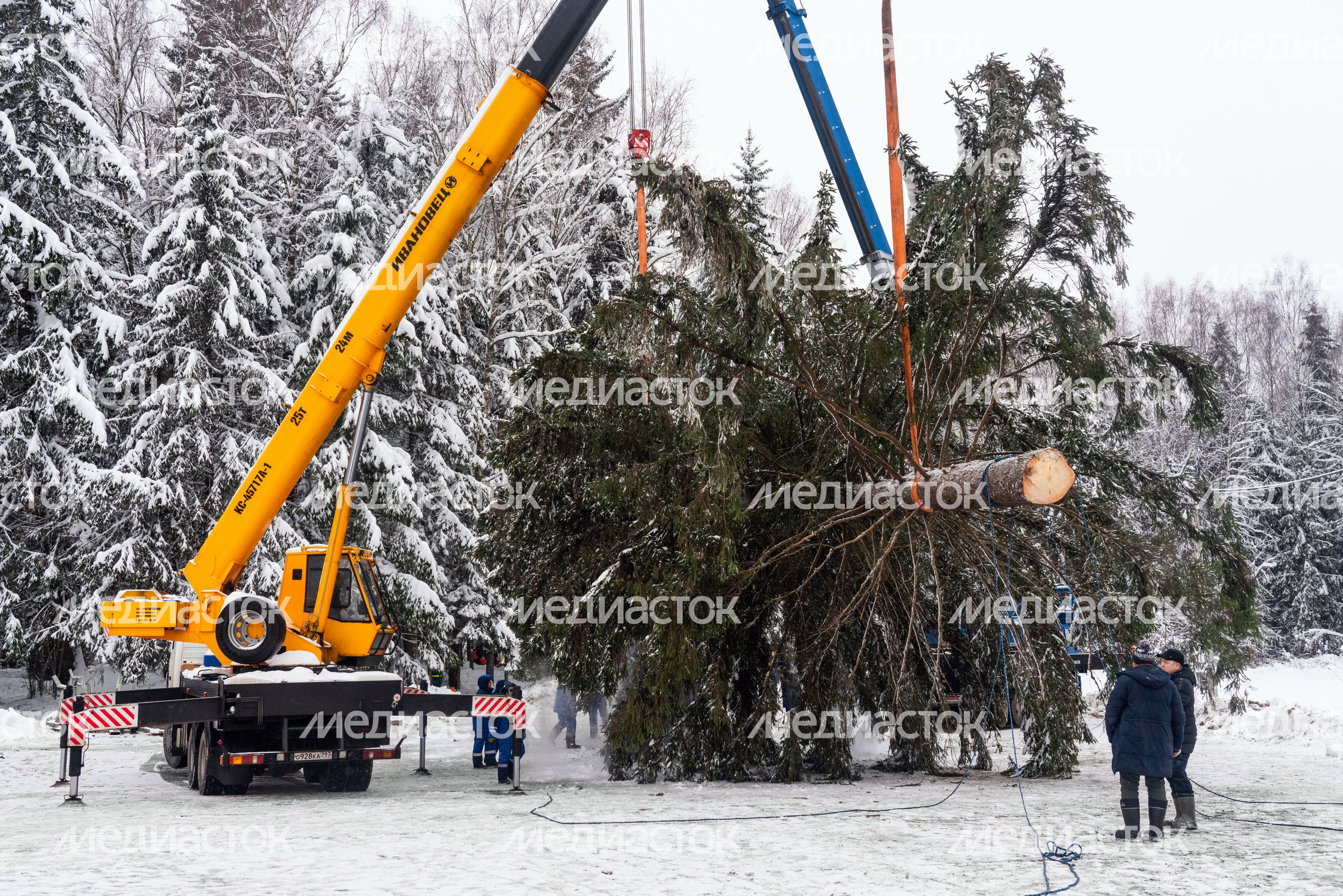 Кремлевскую ель спилили в Можайском округе Кремлевскую ель спилили в Можайском округе