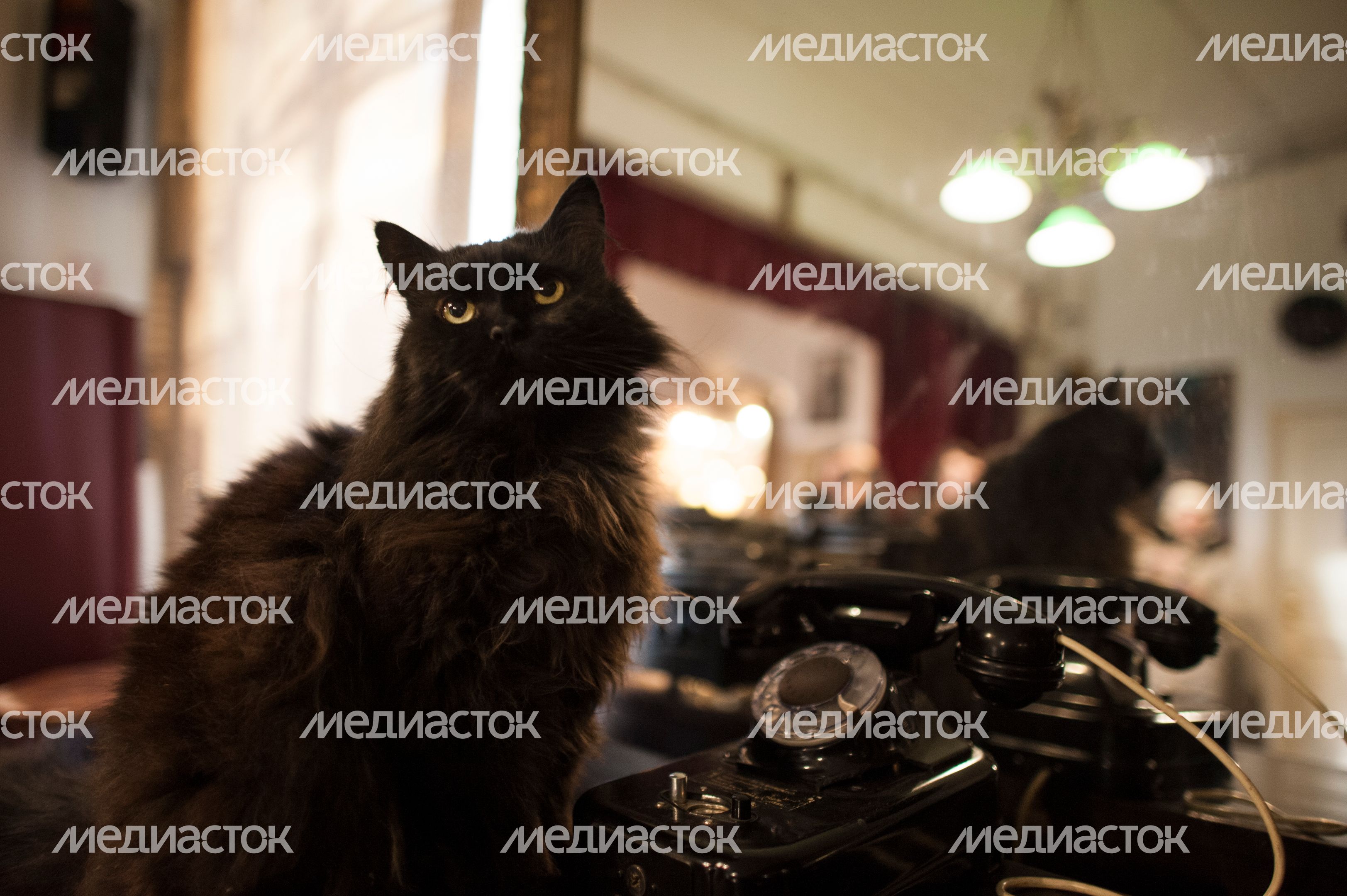 Кот Бегемот в музее «Дом Булгакова» Кот Бегемот в музее «Дом Булгакова»