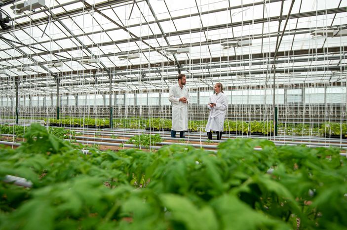 Теплицы крупного семеноводческого агропромышленного комплекса ООО «Агрофирма Партнер»