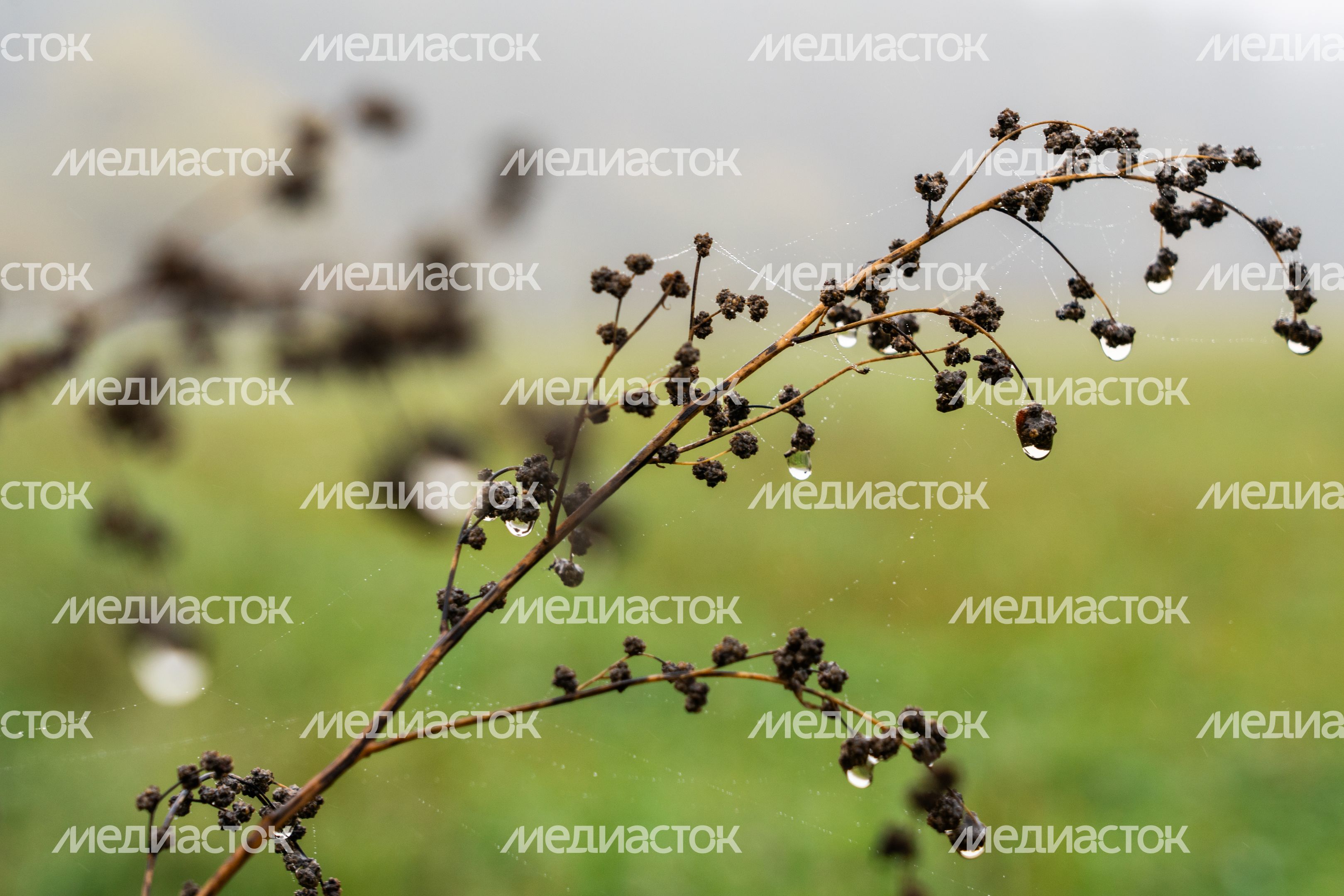 Туманное осеннее утро под Можайском Туманное осеннее утро под Можайском